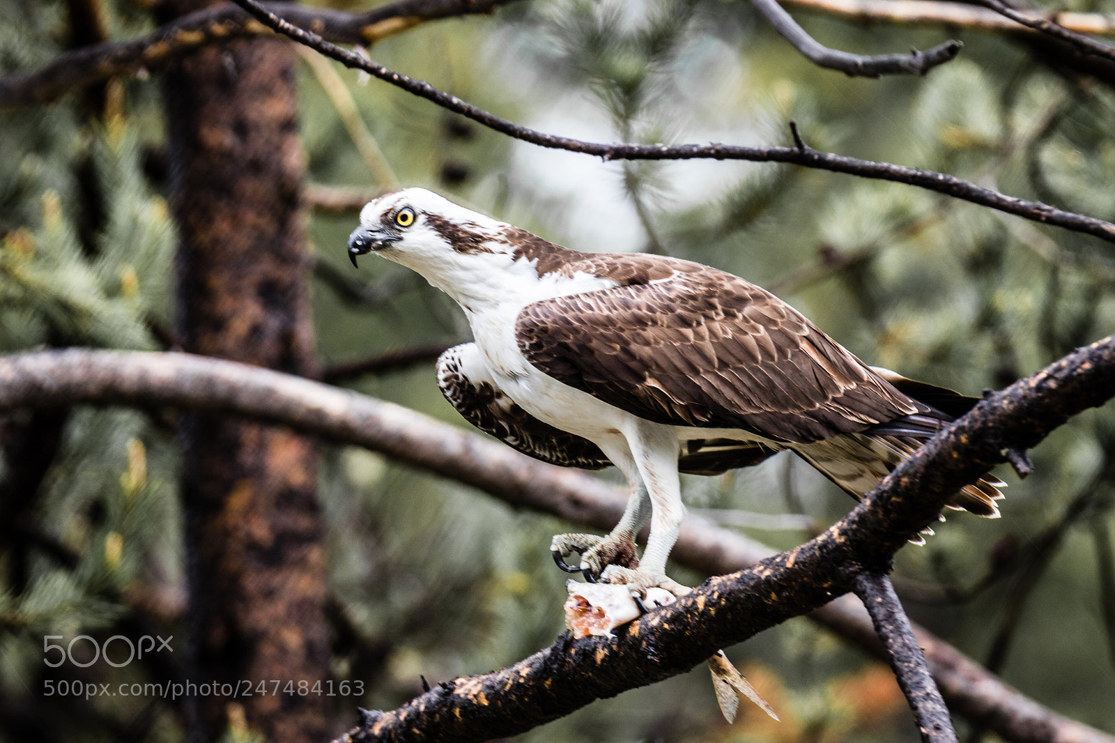 Canon EOS 7D Mark II sample photo. Osprey sitting on a photography