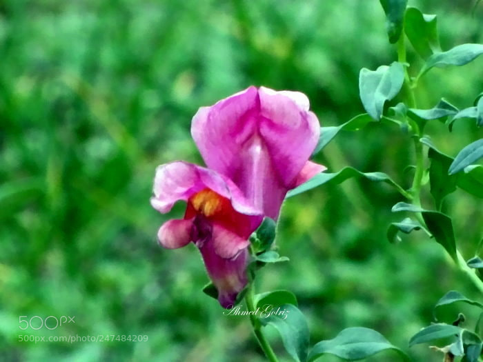 Canon PowerShot SX10 IS sample photo. Meymoon photography