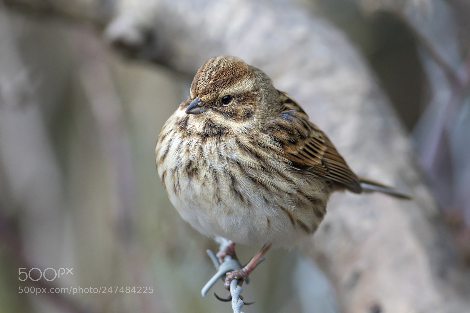 Canon EOS 7D Mark II sample photo. Female reed bunting photography
