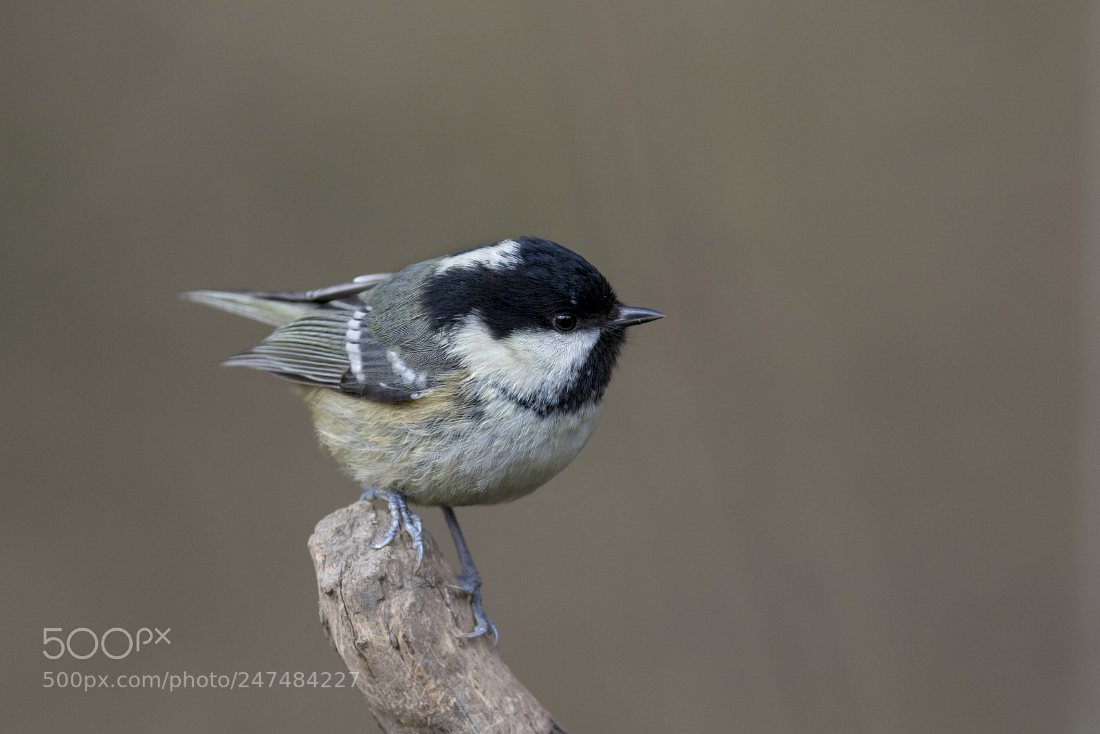Canon EOS 7D Mark II sample photo. Cosl tit photography