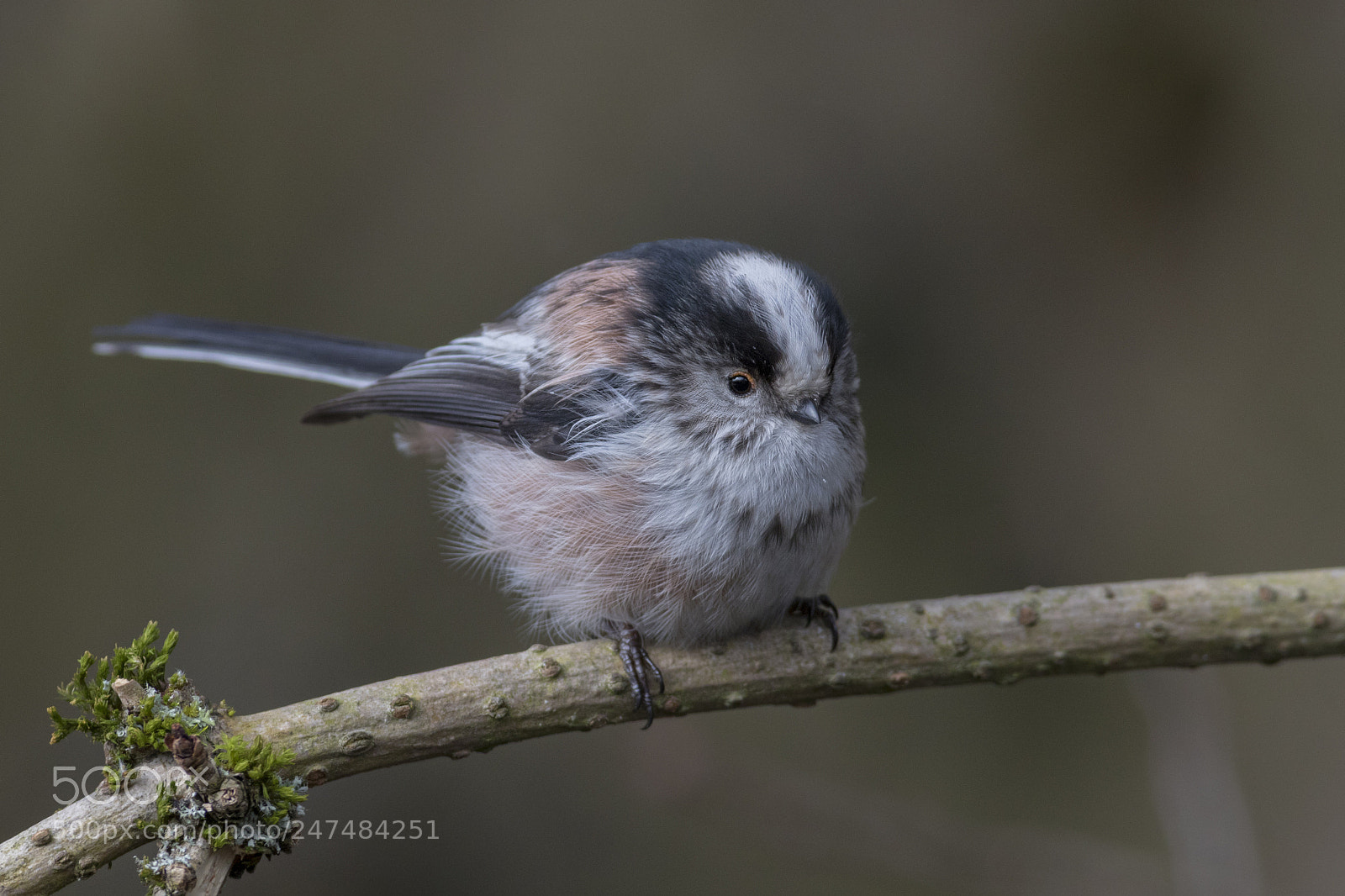 Canon EOS 7D Mark II sample photo. Long tailed tit photography