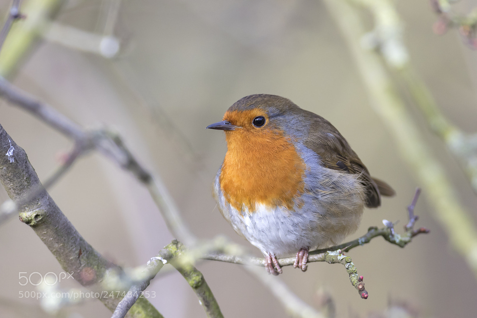 Canon EOS 7D Mark II sample photo. Robin photography