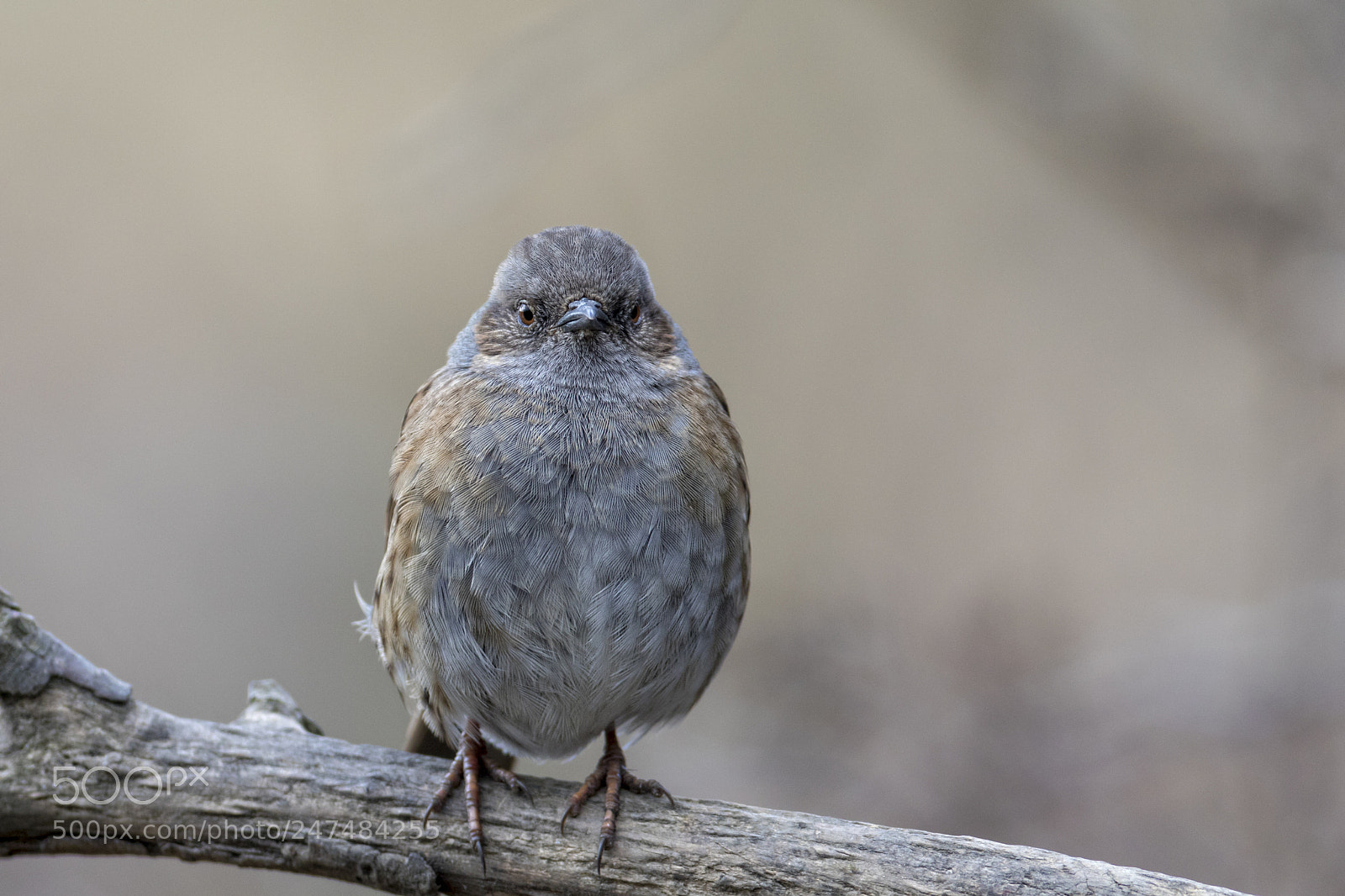 Canon EOS 7D Mark II sample photo. Dunnok photography