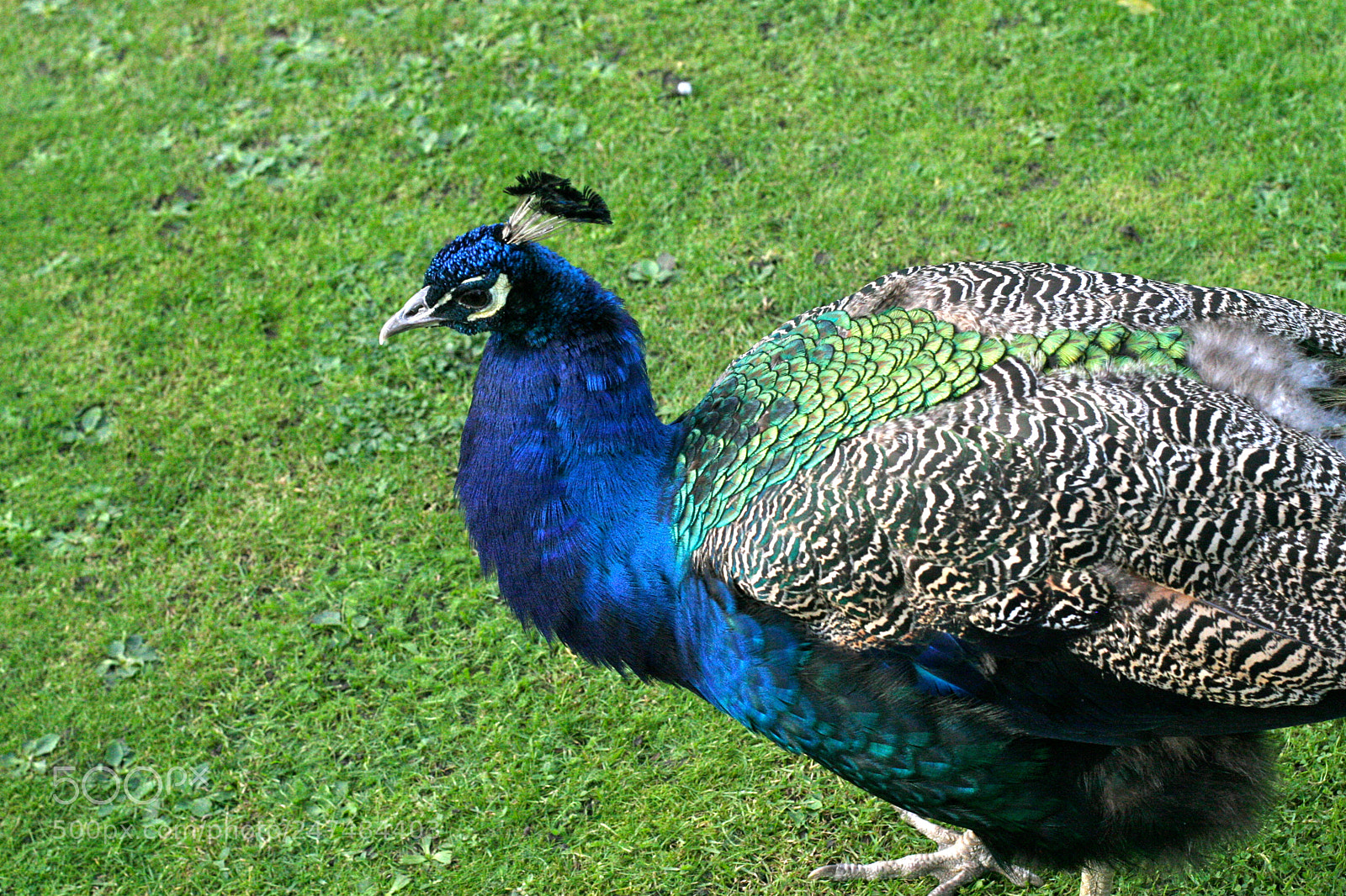 Canon EOS 30D sample photo. Peacock photography