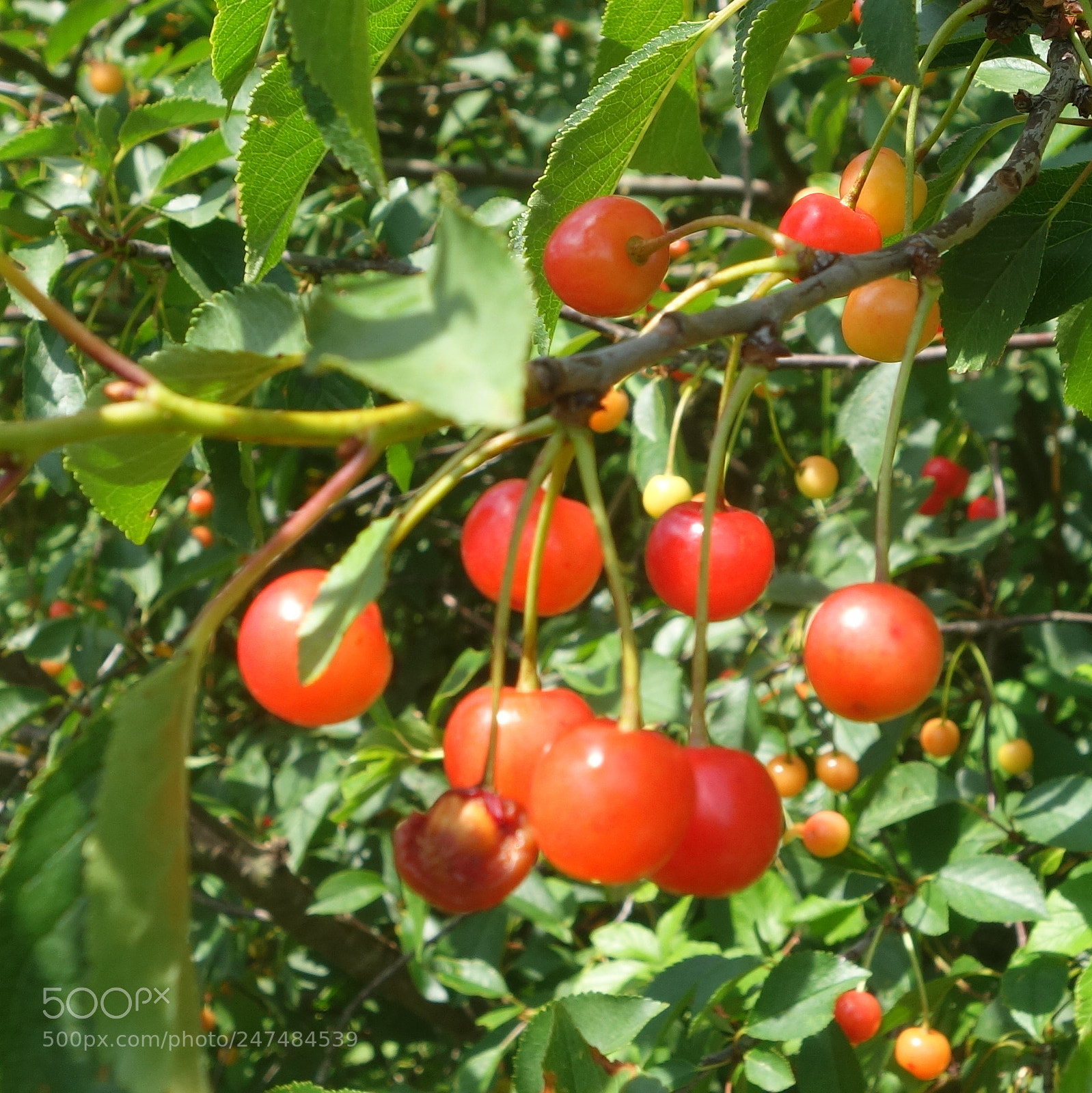 Sony Cyber-shot DSC-RX100 II sample photo. () cvp lot photography