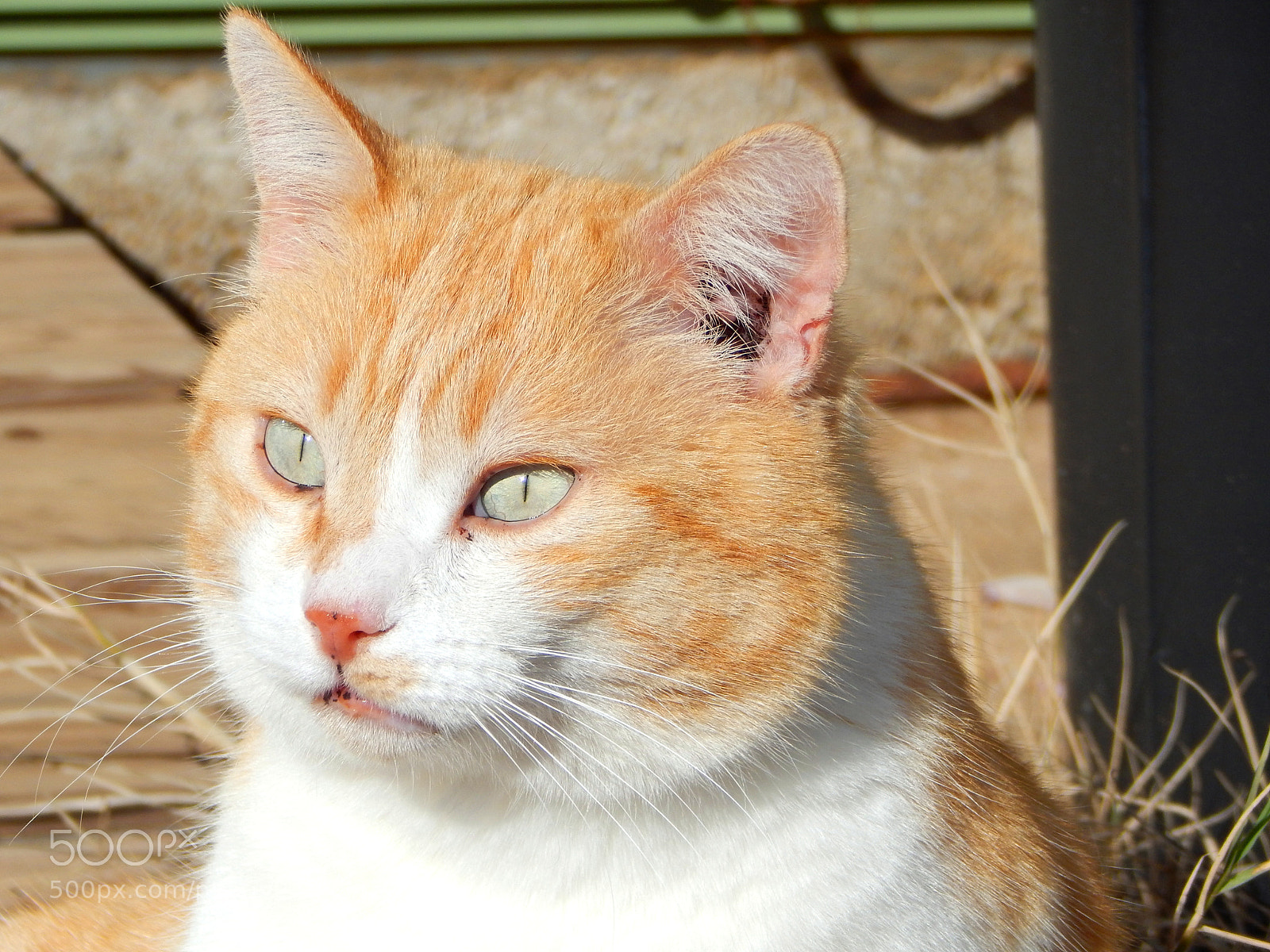 Nikon Coolpix L830 sample photo. Smelly cat.. photography