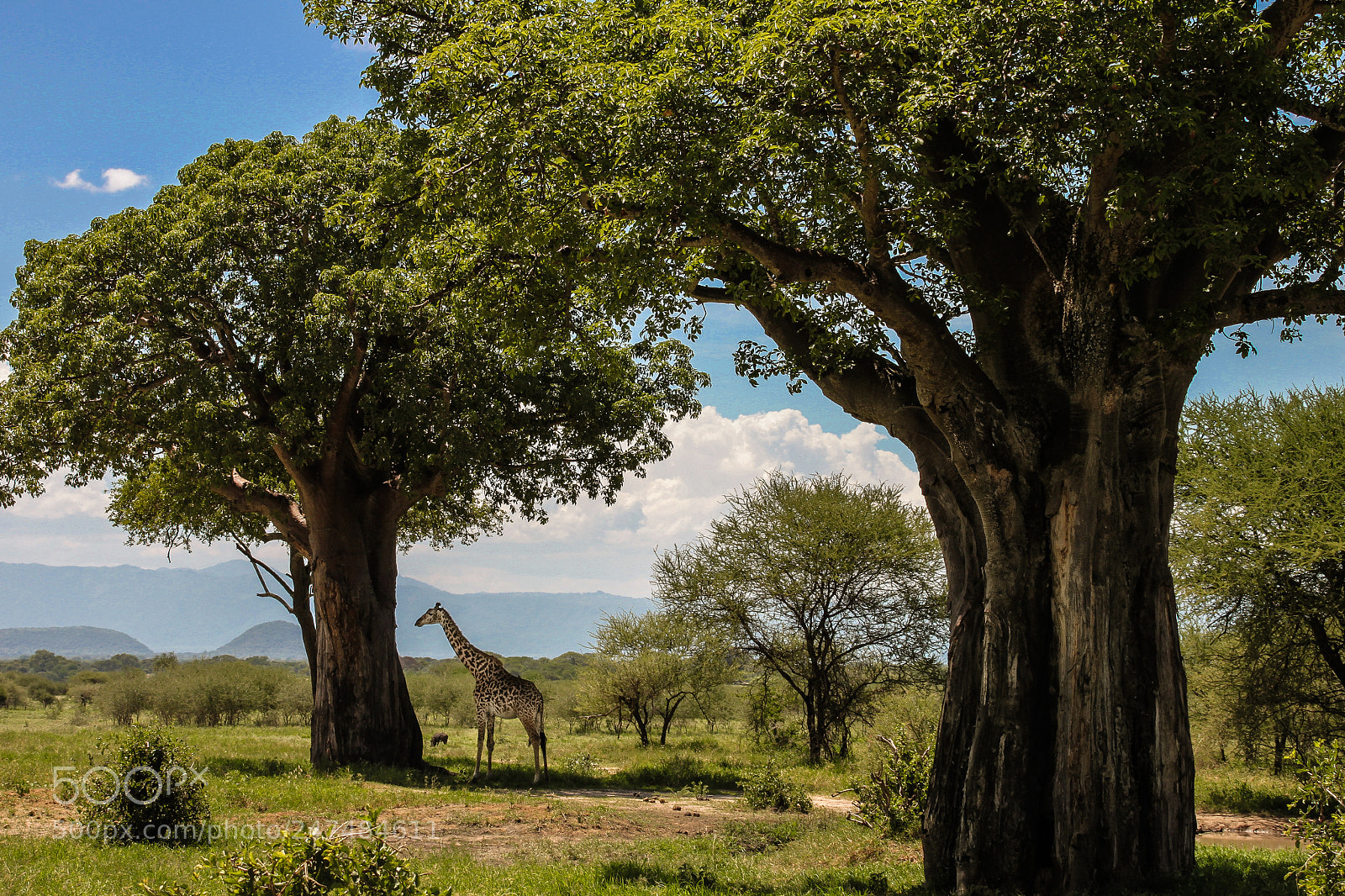 Canon EOS 500D (EOS Rebel T1i / EOS Kiss X3) sample photo. Los baobabs hacen peque photography