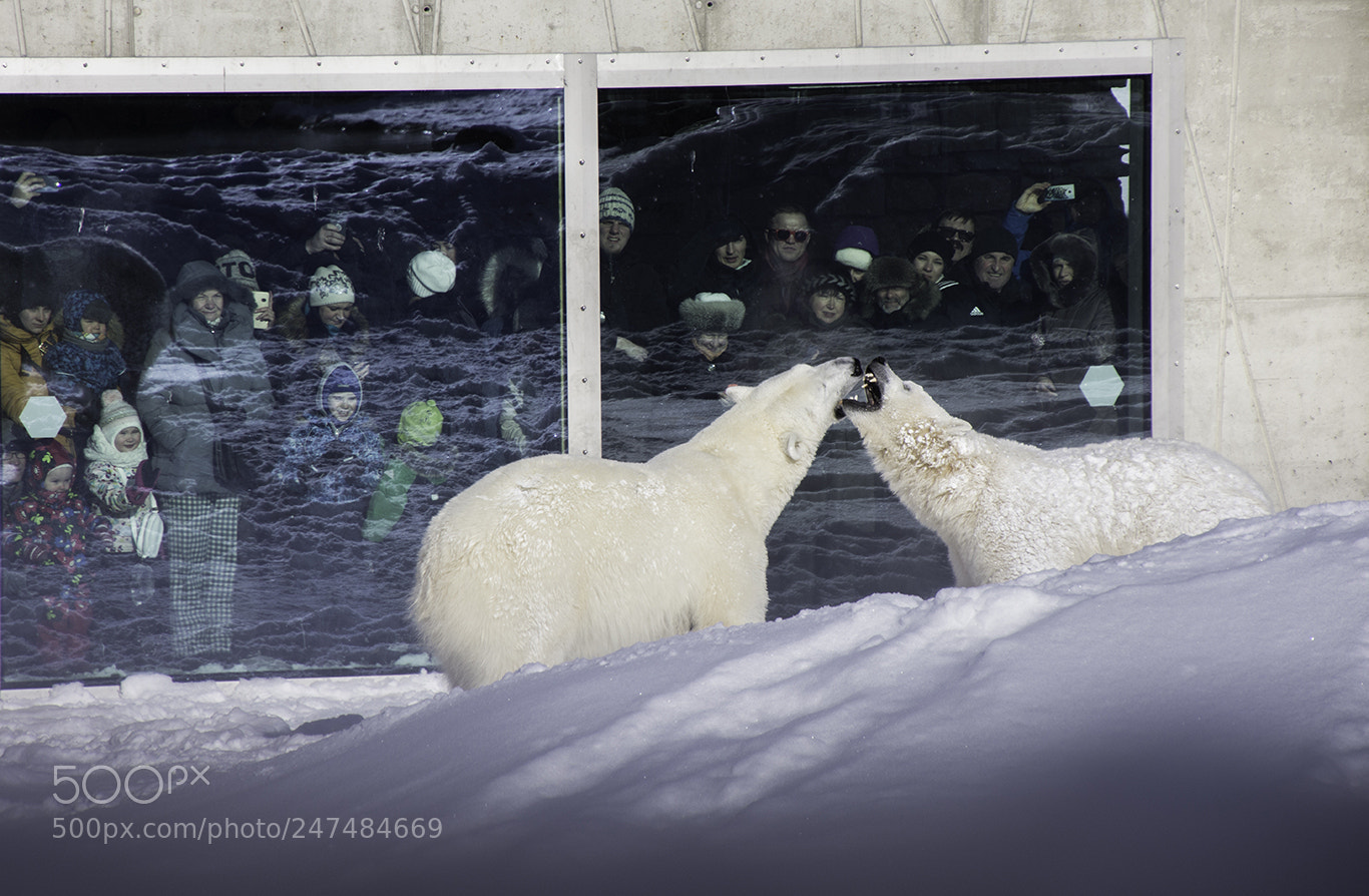 Nikon D7200 sample photo. Polar bears. photography