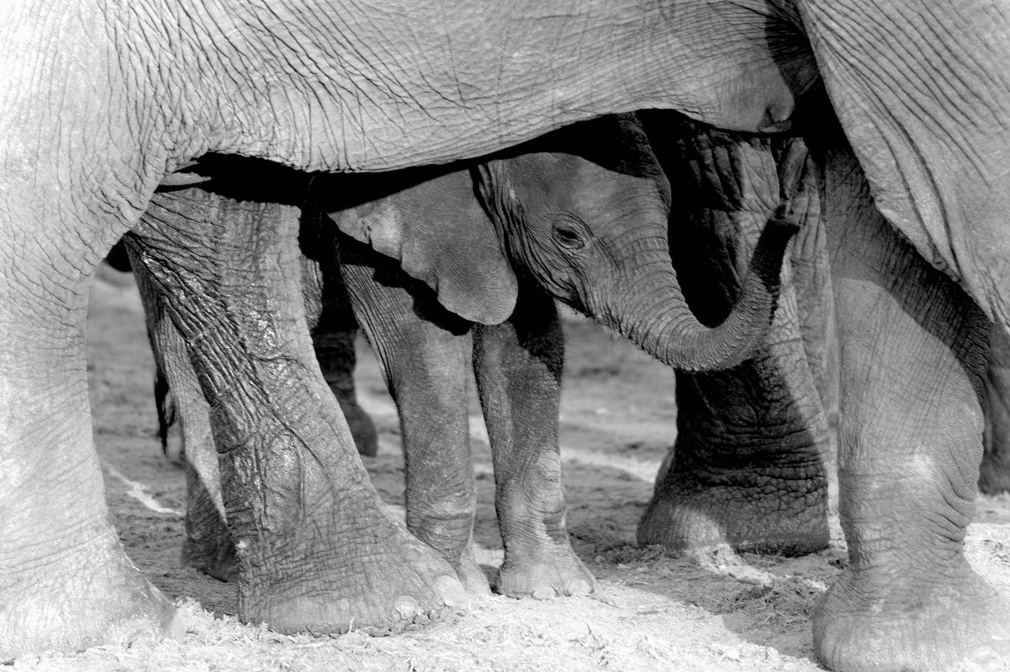 Nikon D700 + Sigma 120-400mm F4.5-5.6 DG OS HSM sample photo. Safeguard...at elephants sands in botswana. photography