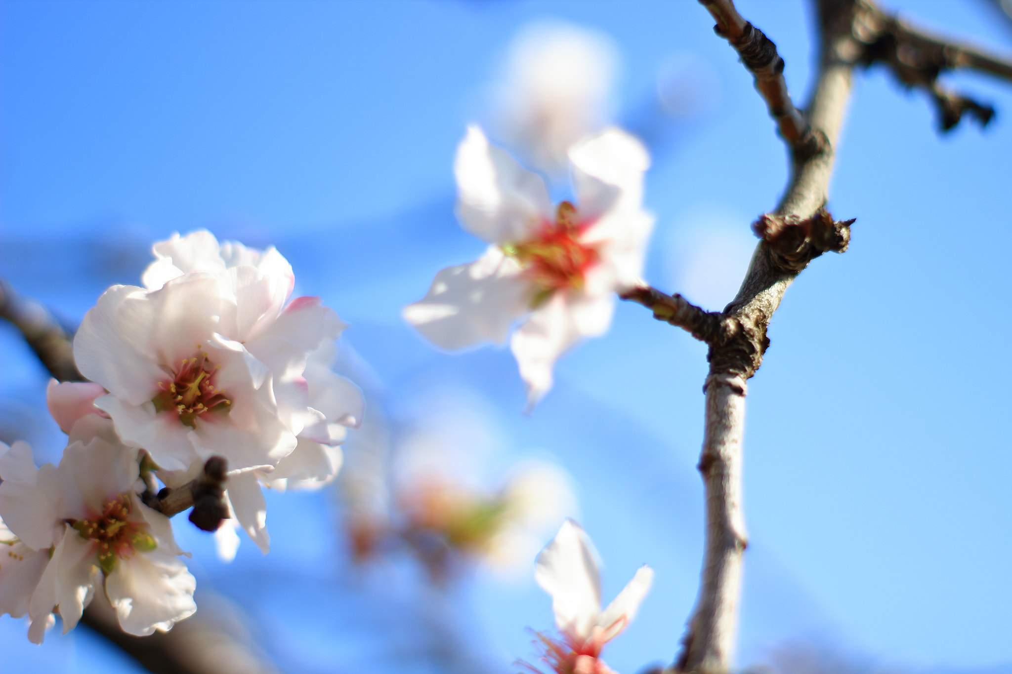 Canon 50mm sample photo. Flowers of almond 1 photography