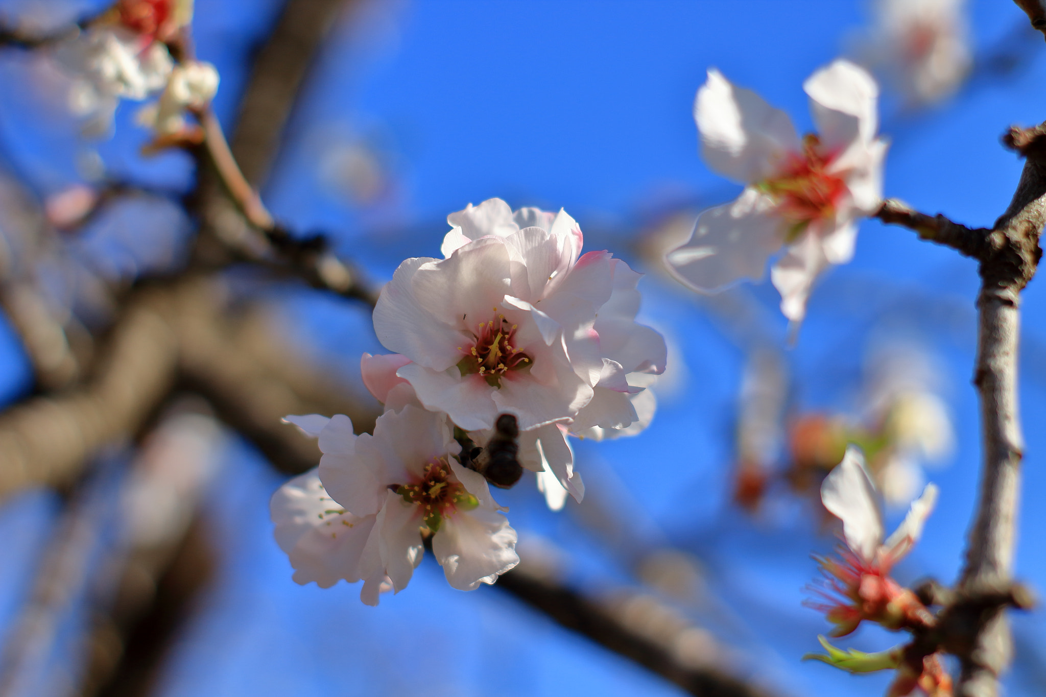 Canon 50mm sample photo. Flowers of almond 2 photography