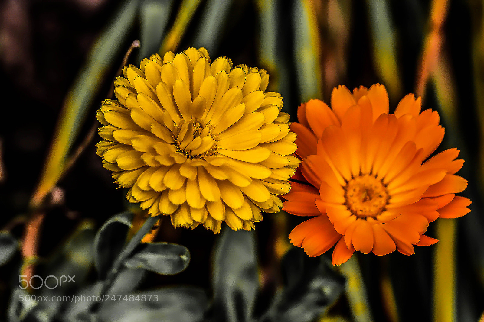 Canon EOS 60D sample photo. Primary colours photography