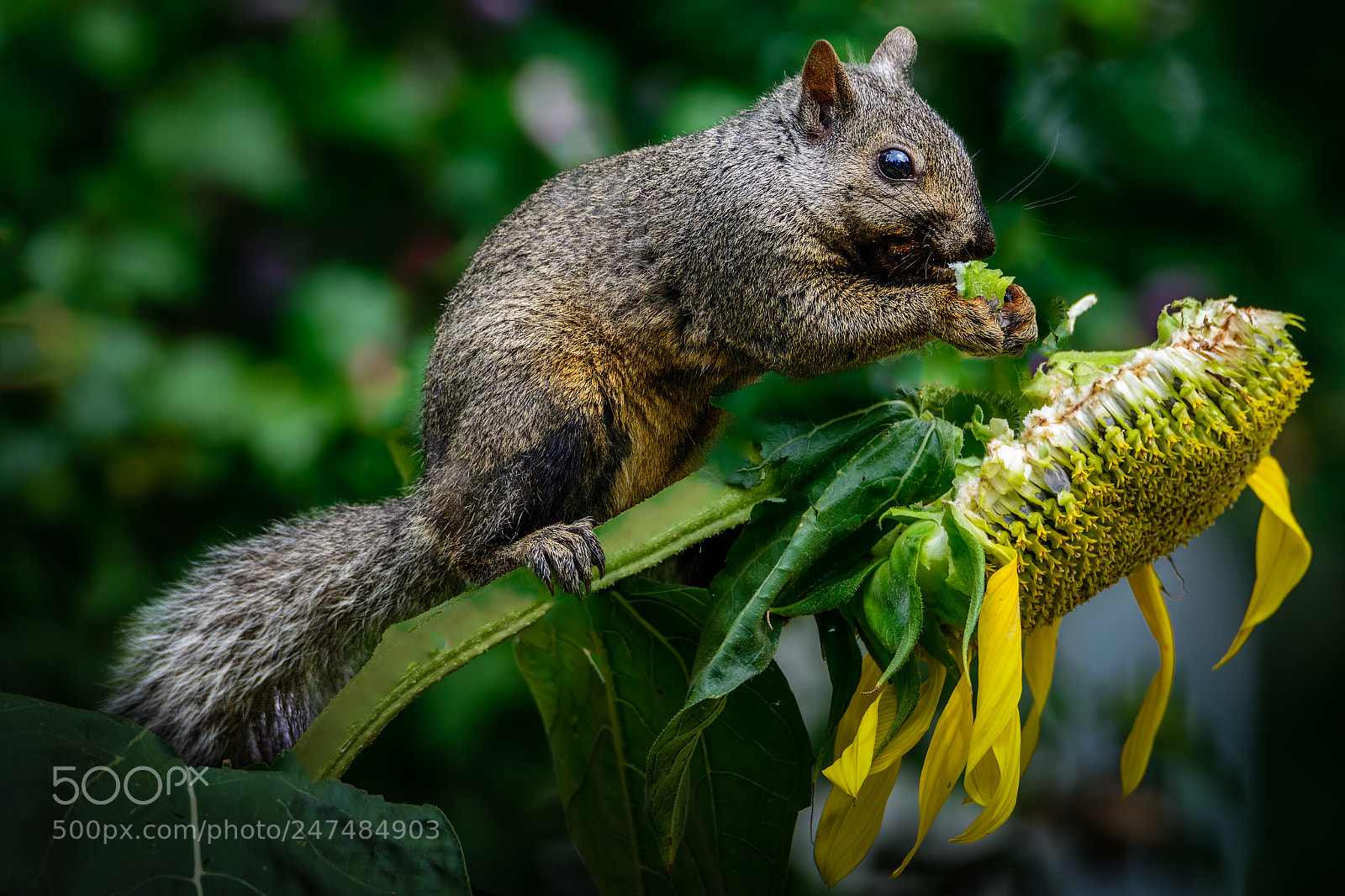 Nikon D7100 sample photo. Sunflower lunch photography