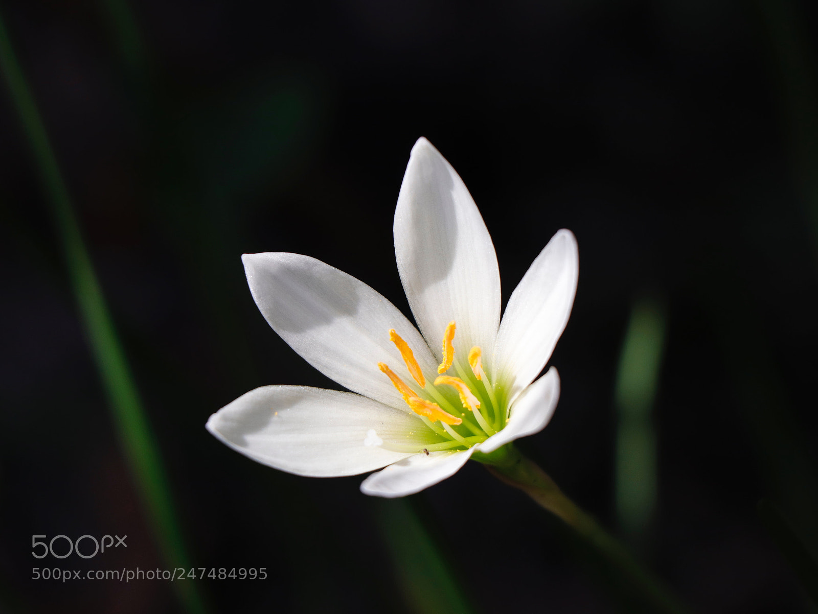 Canon EOS 77D (EOS 9000D / EOS 770D) sample photo. 伊通公園：光影 photography