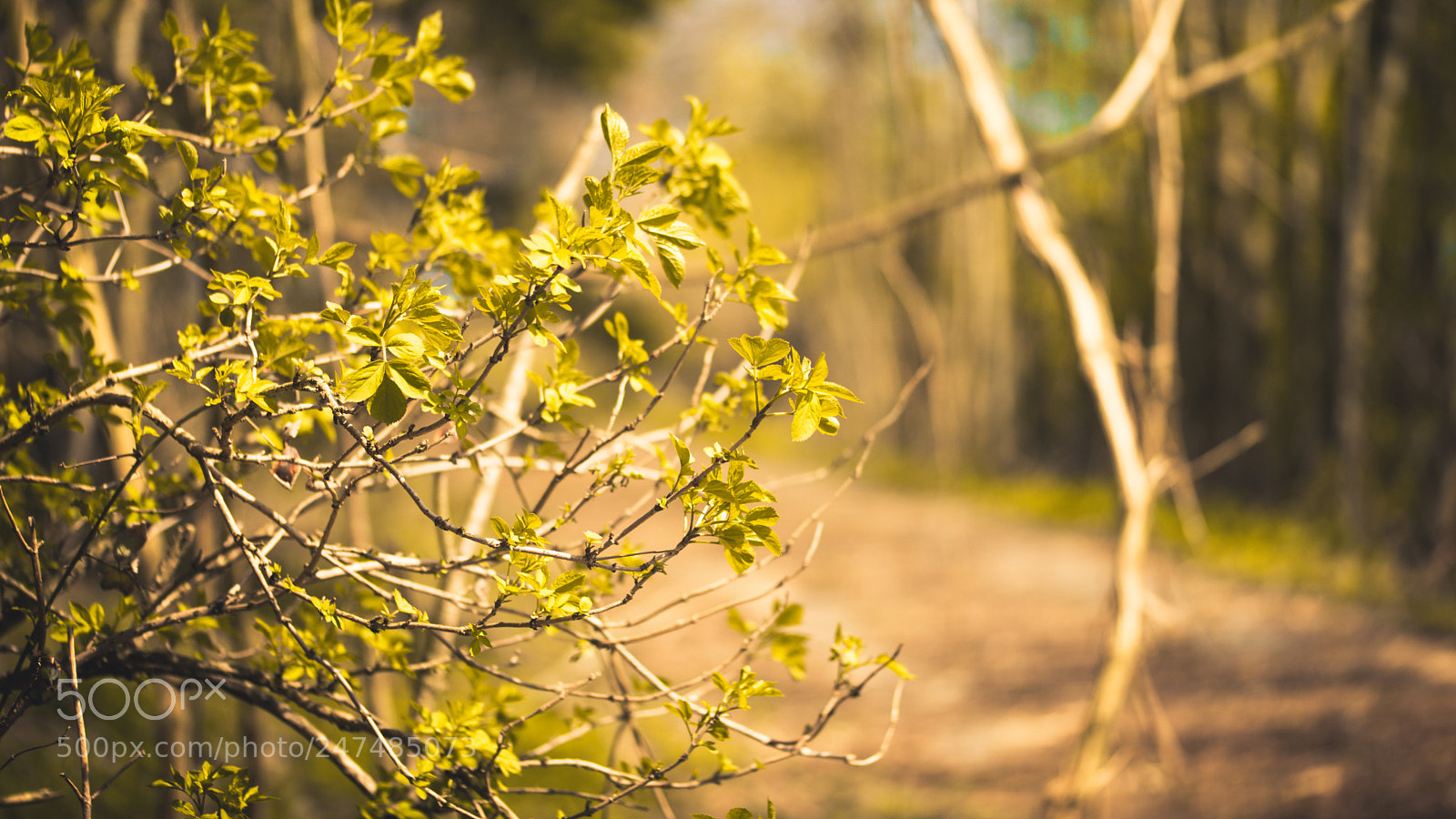 Sony a7 II sample photo. Six photography