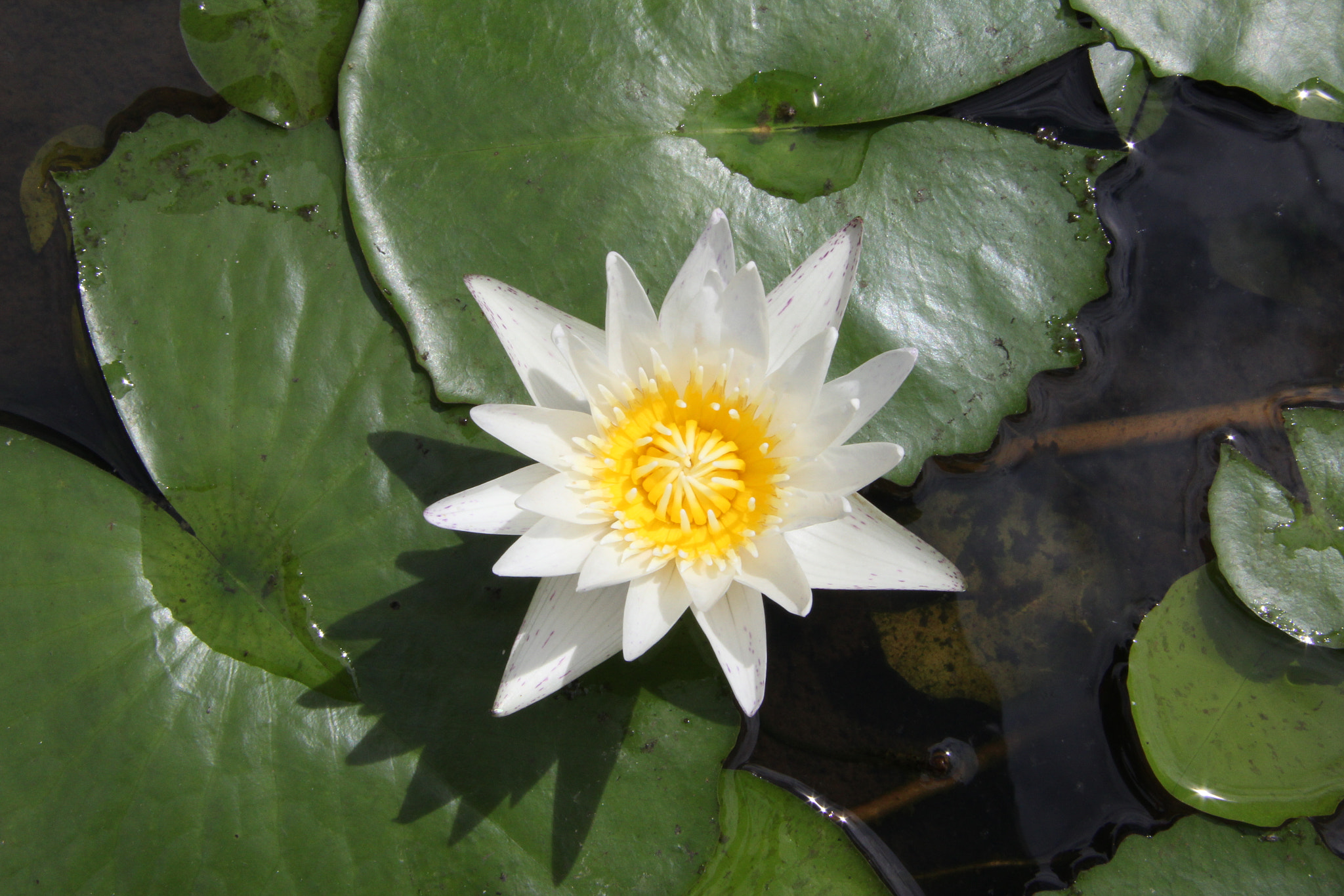 Canon EF-S 17-85mm F4-5.6 IS USM sample photo. Shining bloom photography