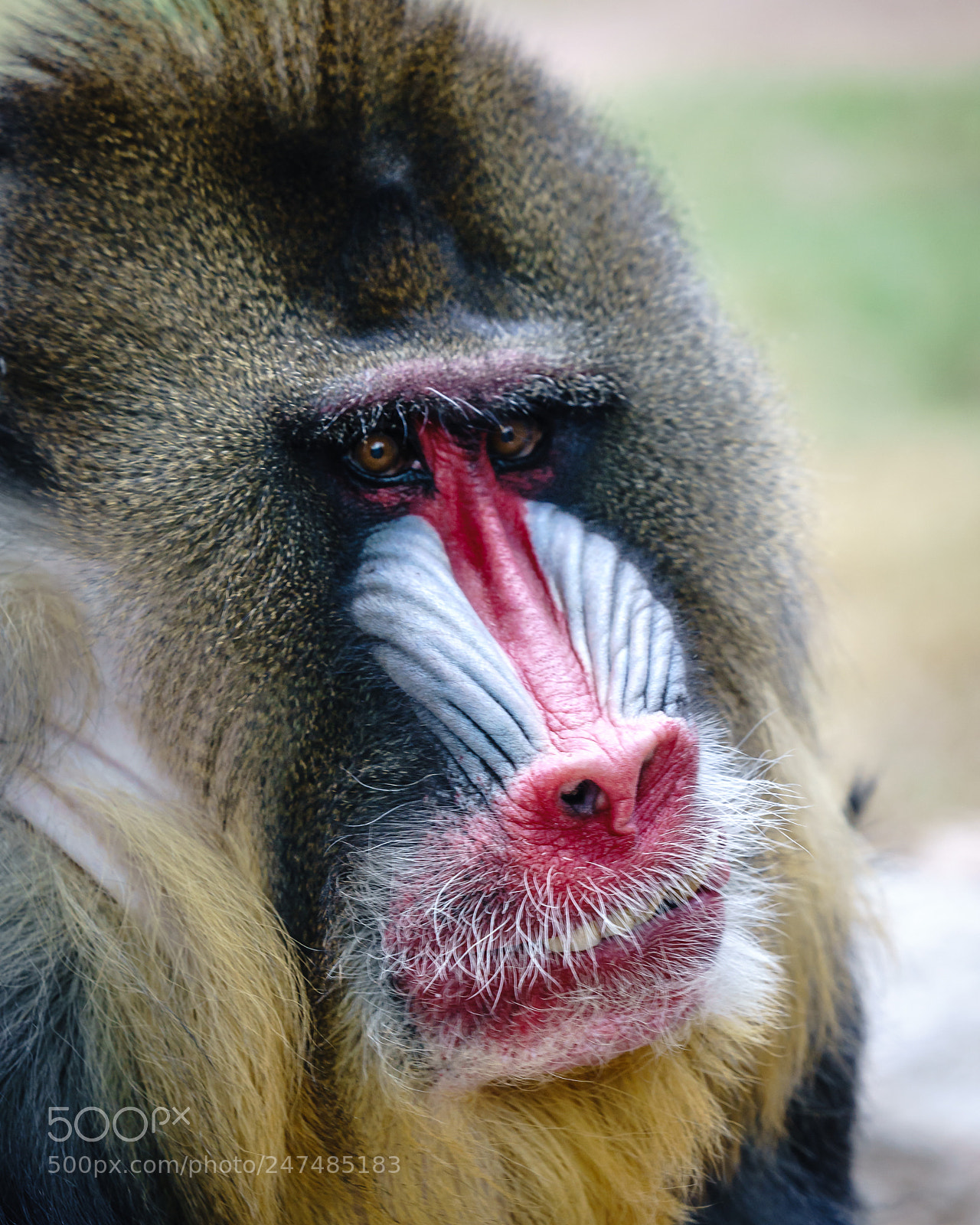 Sony a7 II sample photo. Toothy grin photography