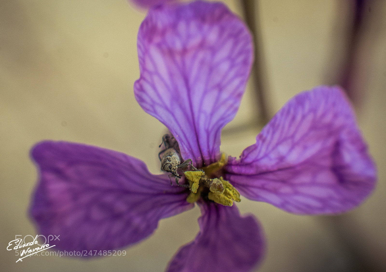 Nikon D7100 sample photo. Hora de merendar photography