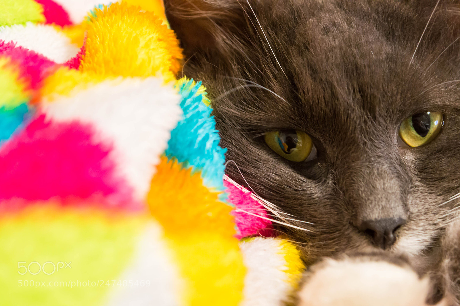 Nikon D3200 sample photo. Lovely lotto photography