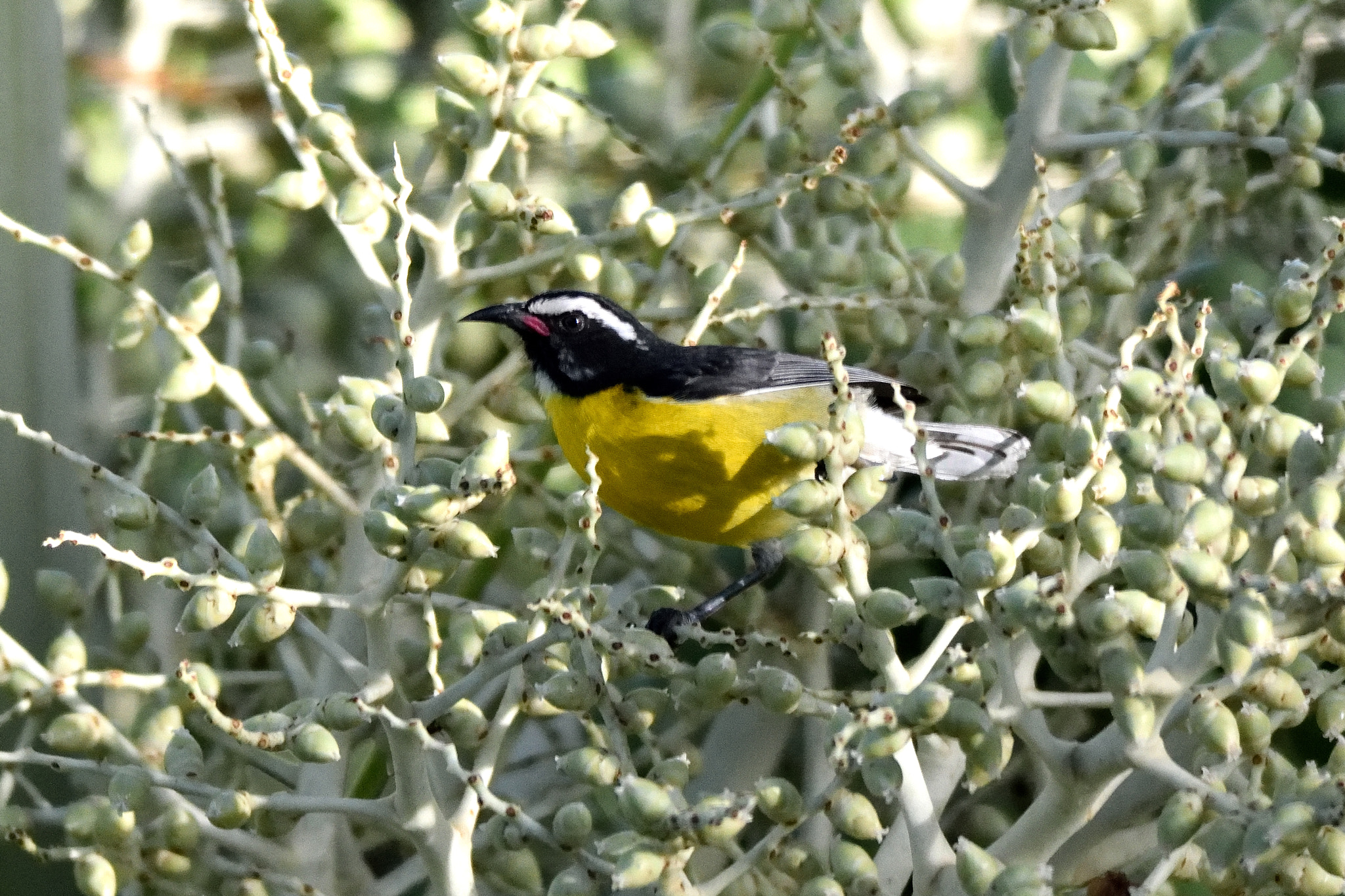 Nikon D3300 + Sigma 150-500mm F5-6.3 DG OS HSM sample photo. Bananaquit photography