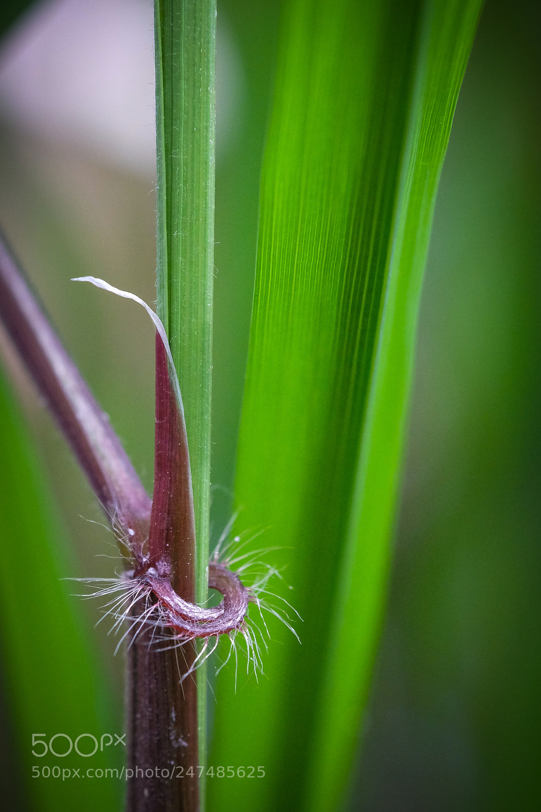 Fujifilm X-M1 sample photo. Alluring eyelashes iv photography