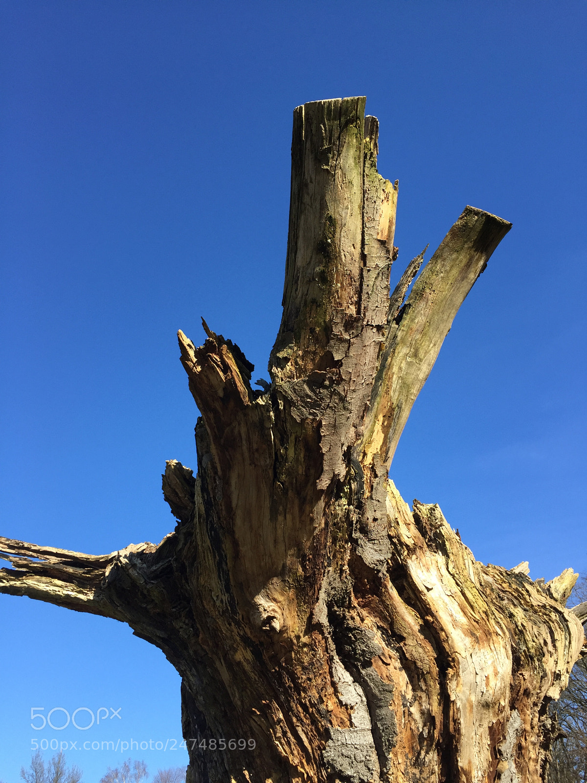 Apple iPhone 6 sample photo. Tree in the blue photography