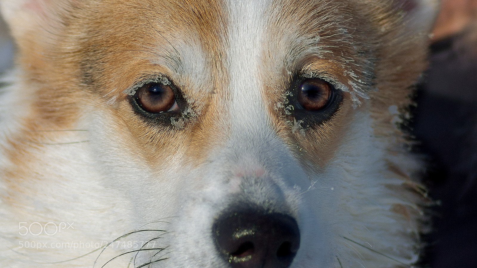 Sony SLT-A77 sample photo. When it's cold outside photography