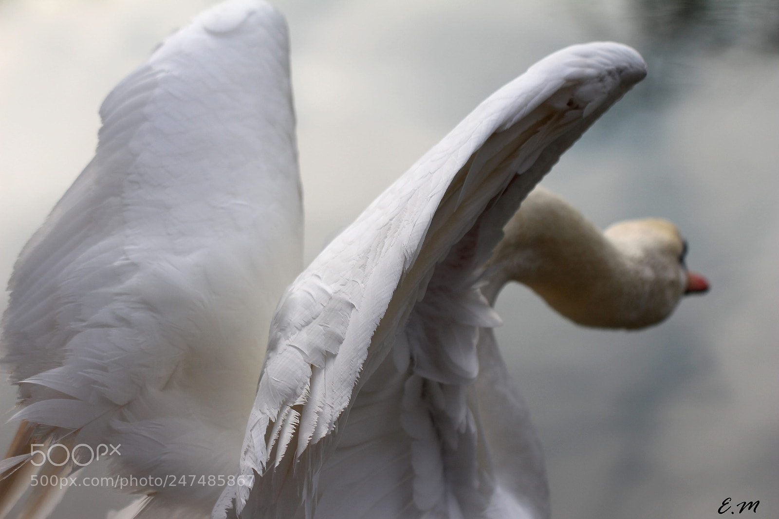 Canon EOS 650D (EOS Rebel T4i / EOS Kiss X6i) sample photo. El cisne photography