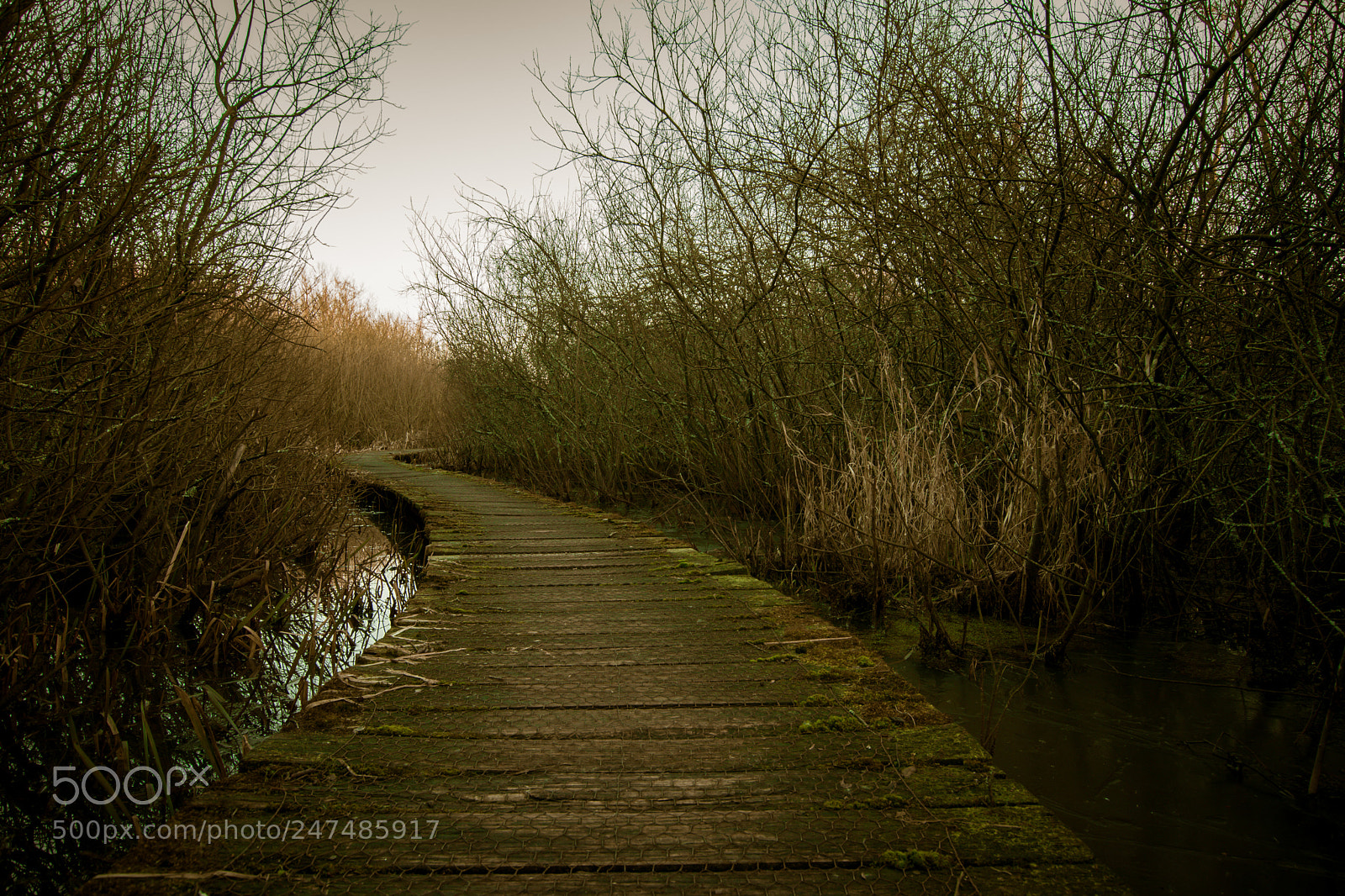 Nikon D5600 sample photo. Wooden path photography
