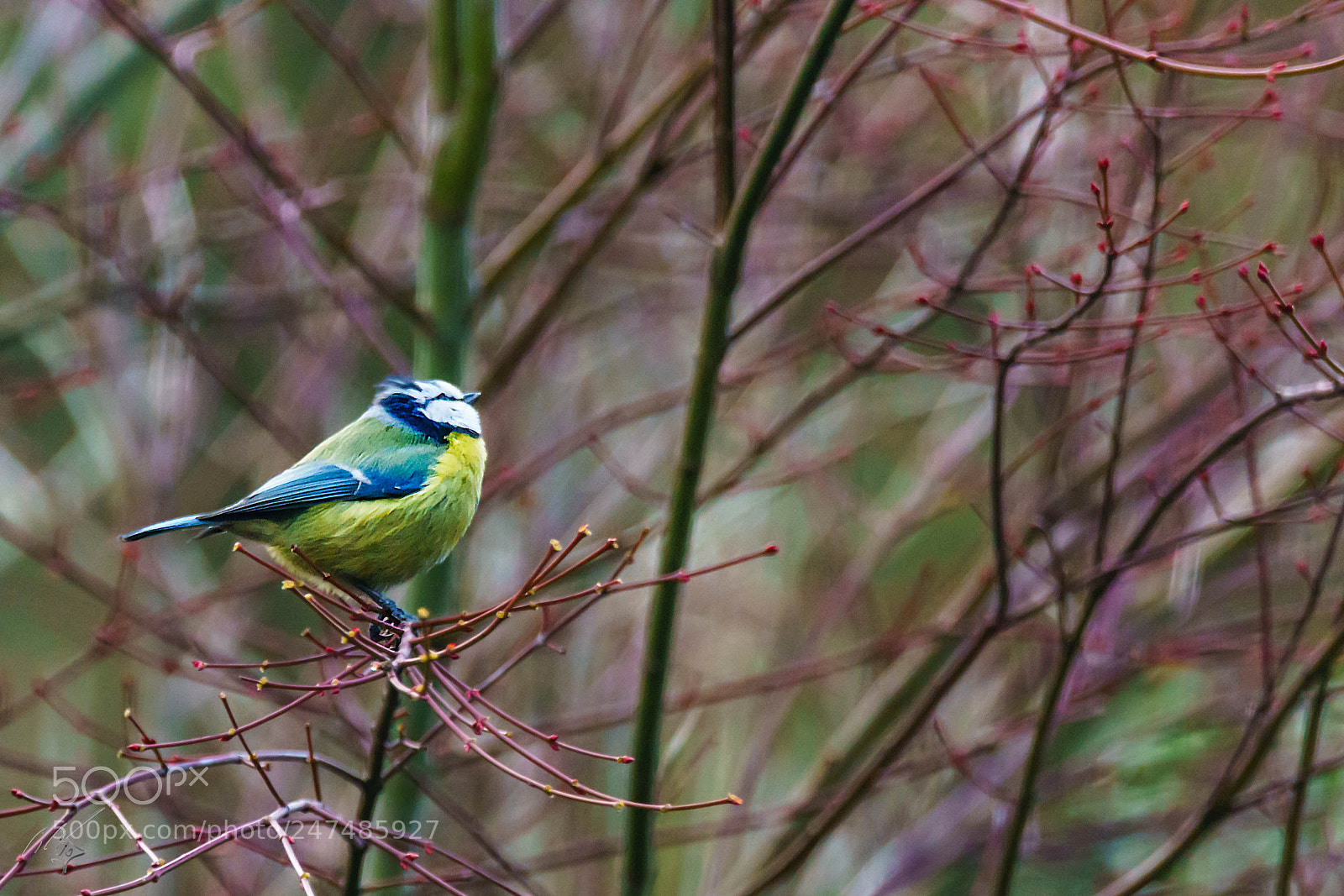 Sony a7R II sample photo. Clue tit photography