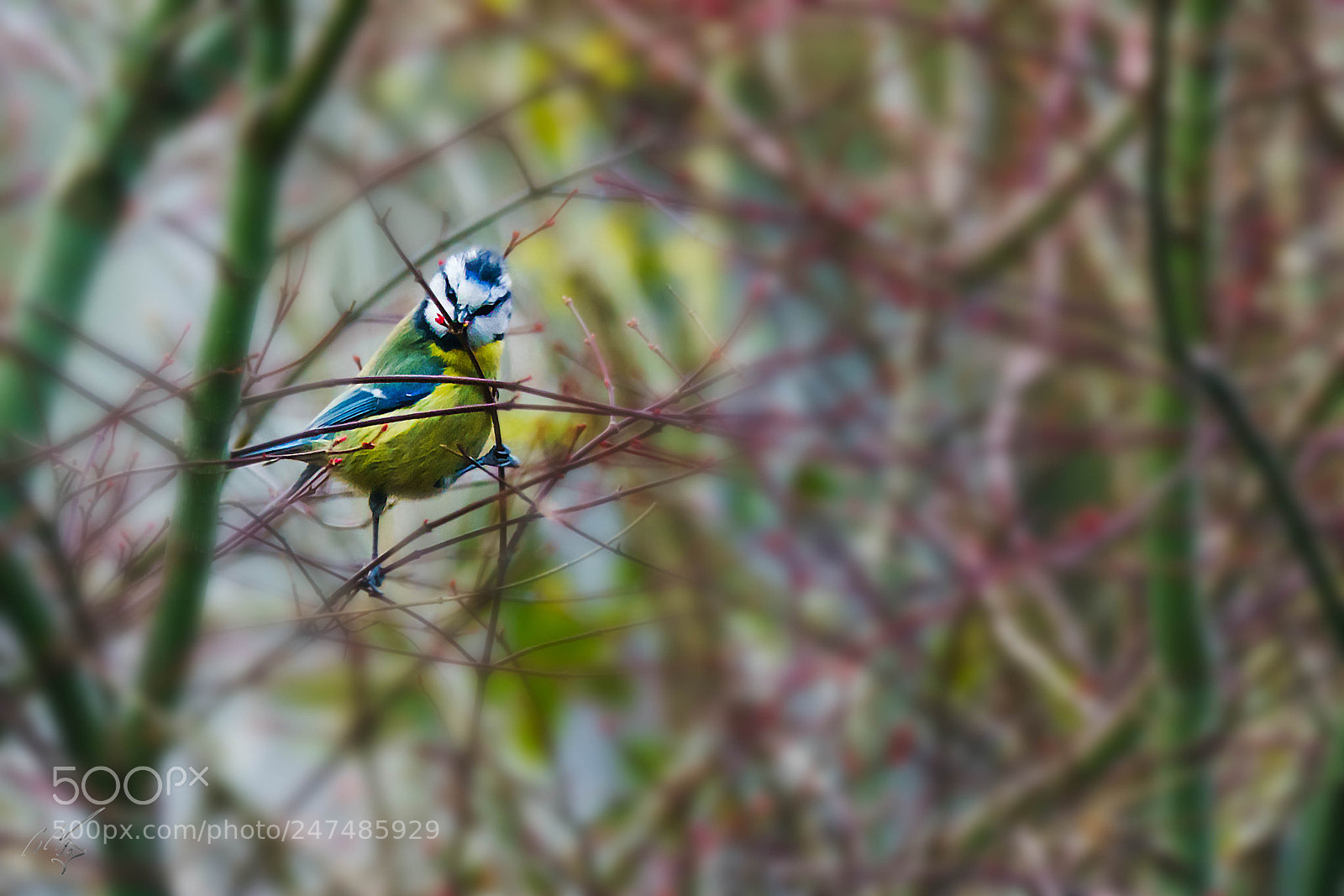 Sony a7R II sample photo. Clue tit photography