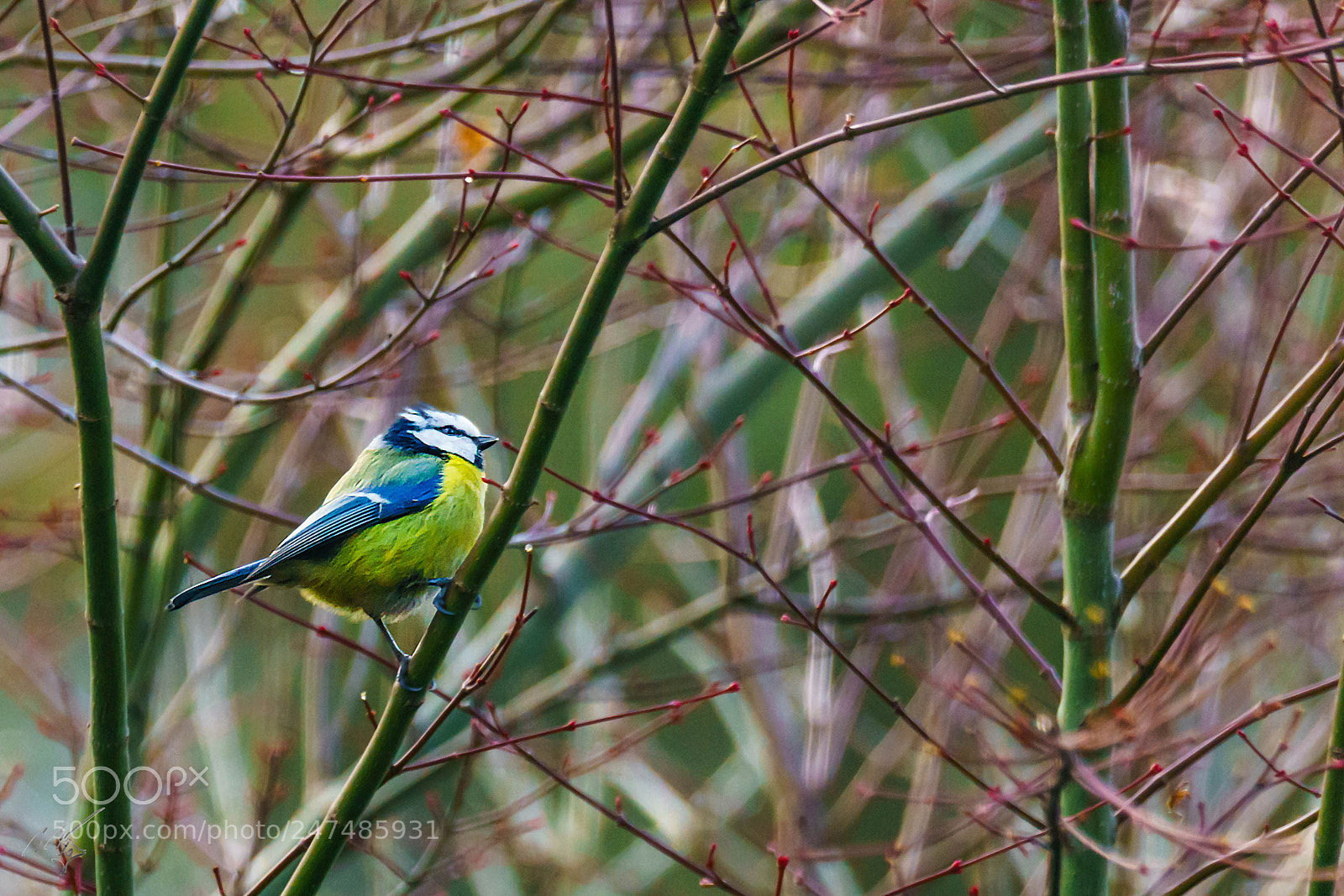 Sony a7R II sample photo. Clue tit photography