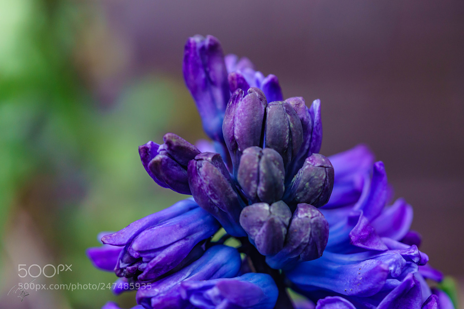 Sony a7R II sample photo. Purple photography
