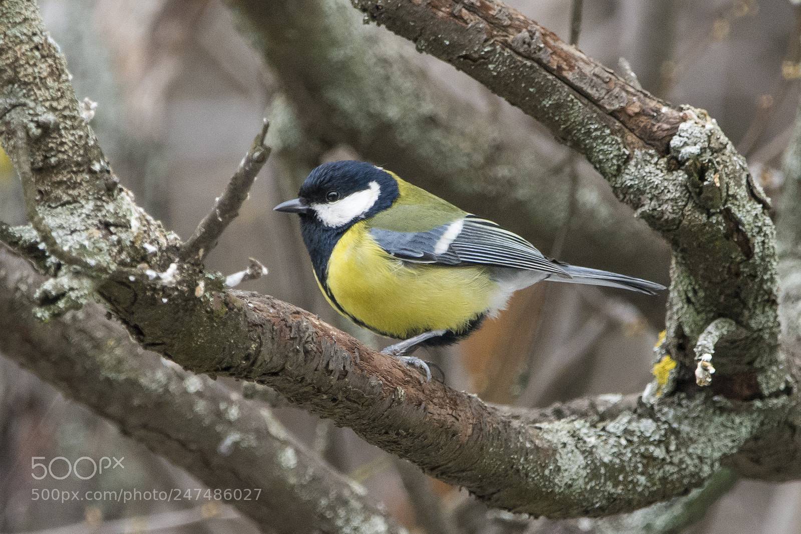 Nikon D7100 sample photo. Great tit photography