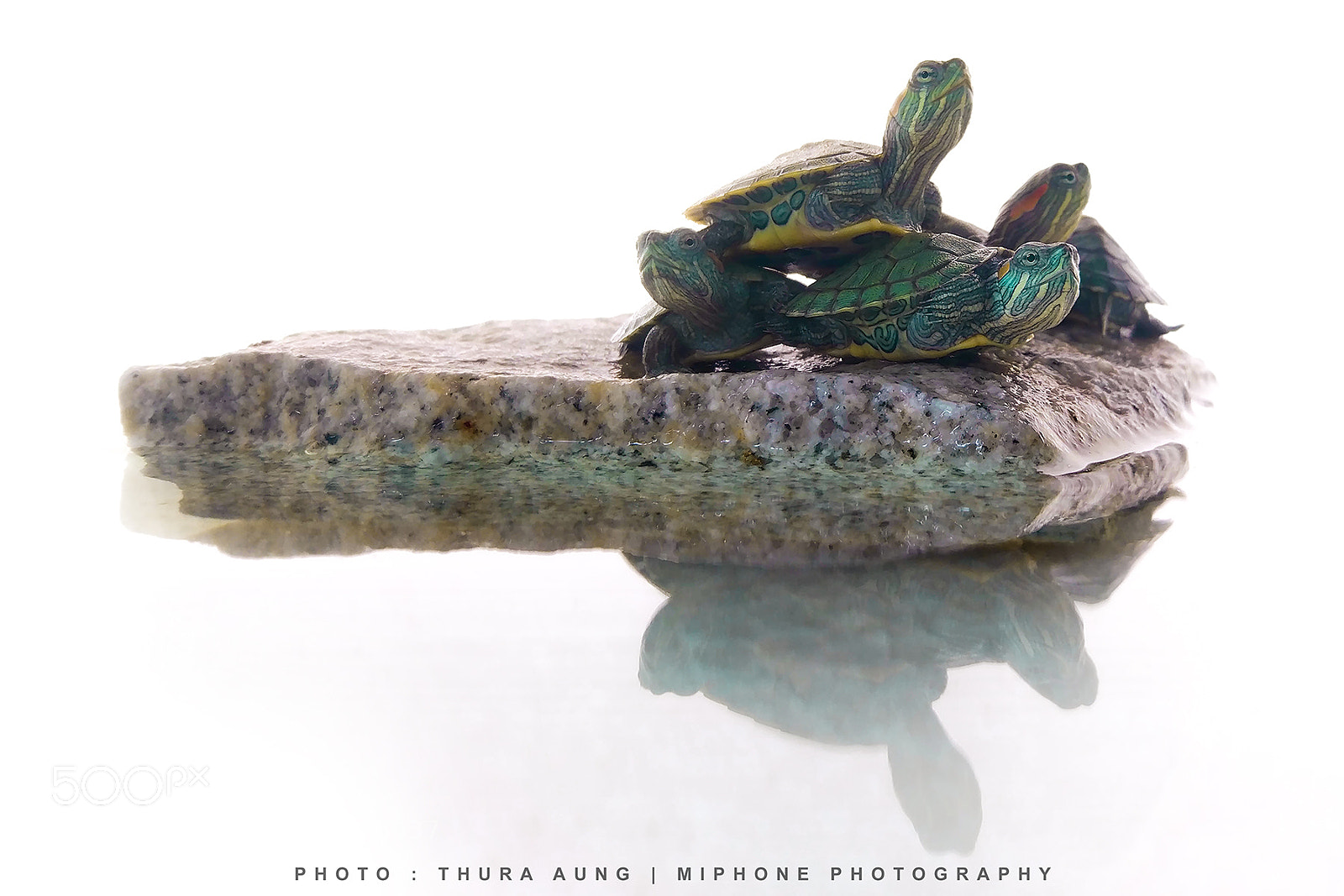 Xiaomi MI 5 sample photo. Green turtles photography