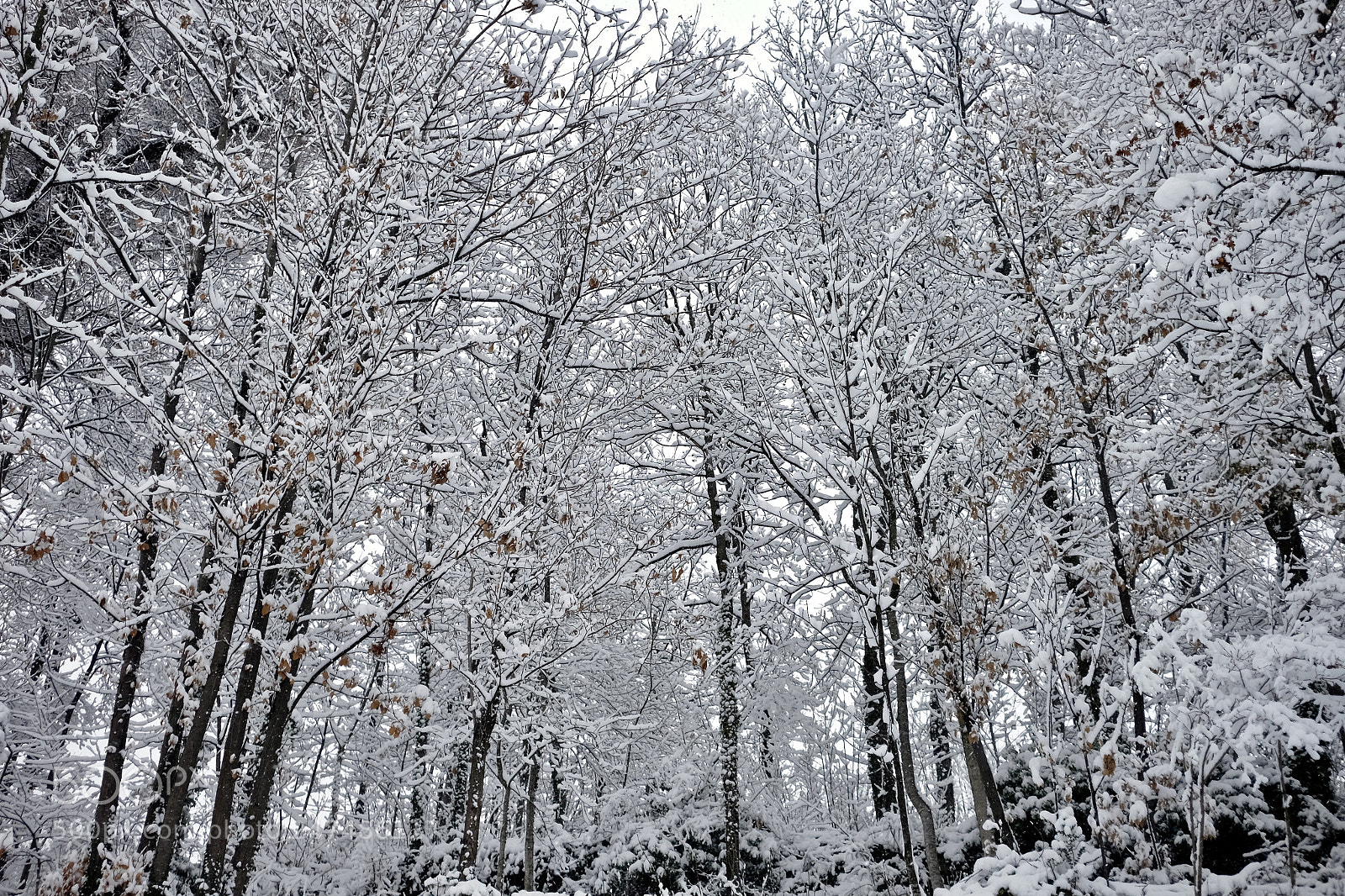 Fujifilm X-T10 sample photo. Ice forest photography