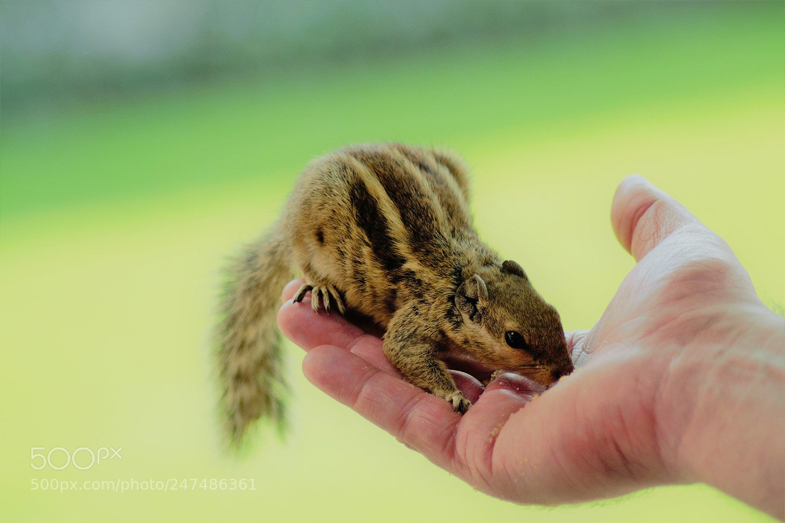 Nikon D3100 sample photo. Friendly squirrel photography