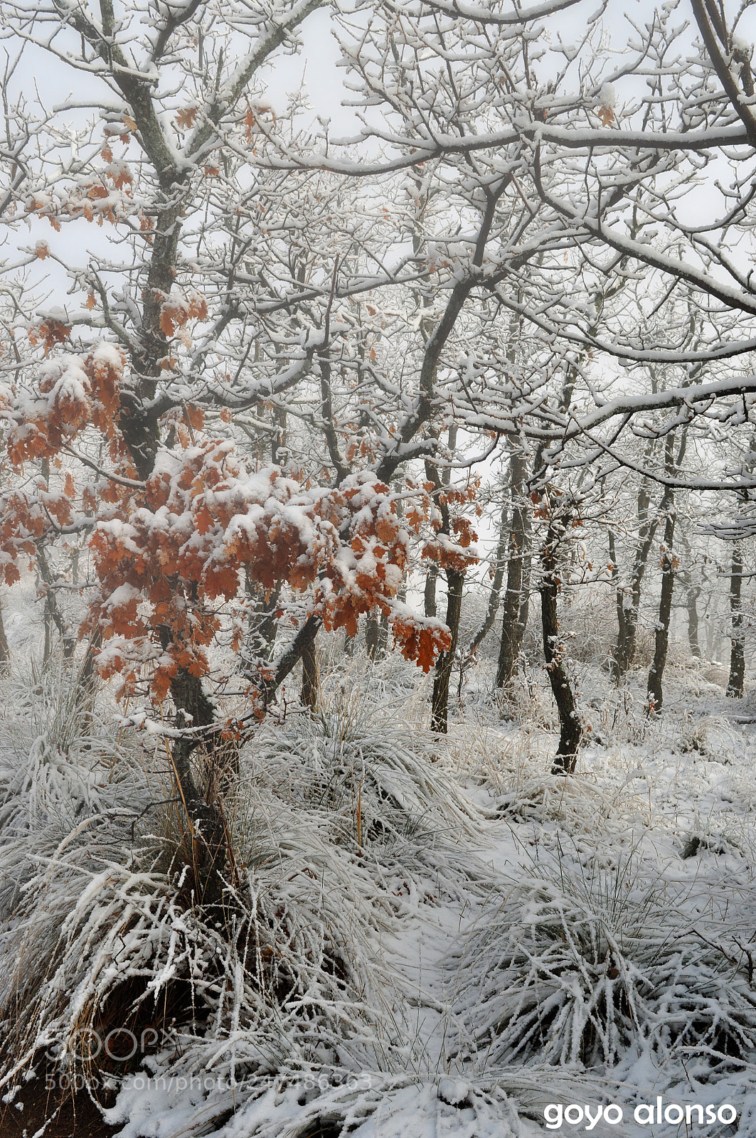 Nikon D5000 sample photo. Winter photography