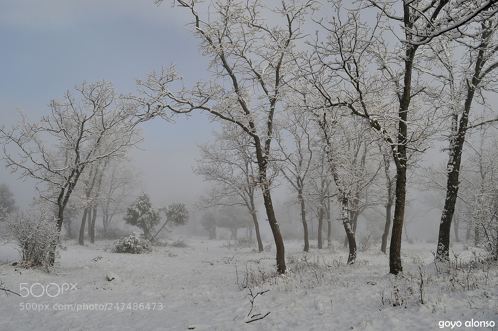 Nikon D5000 sample photo. Winter photography