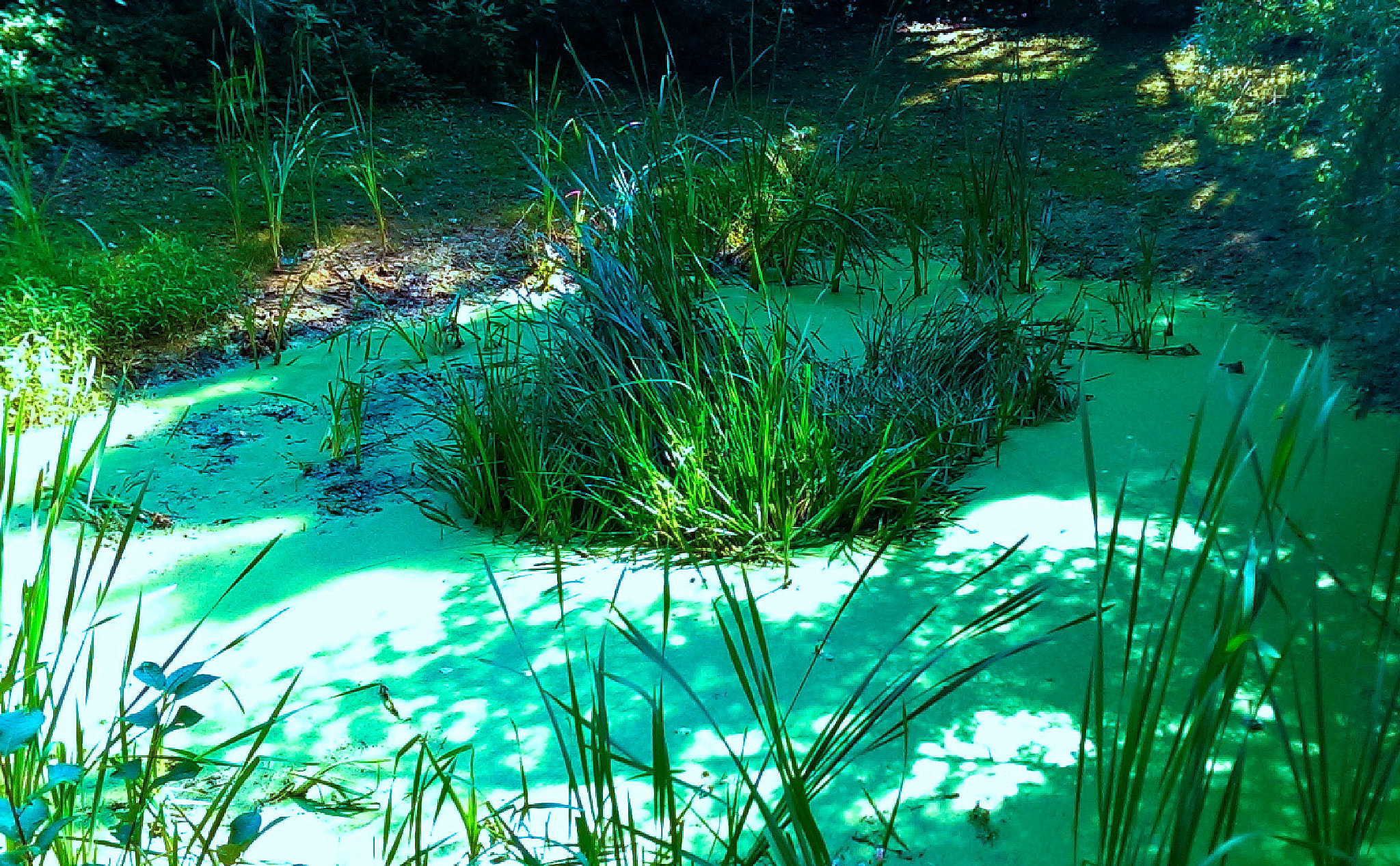 HTC ONE sample photo. Stagno verde photography