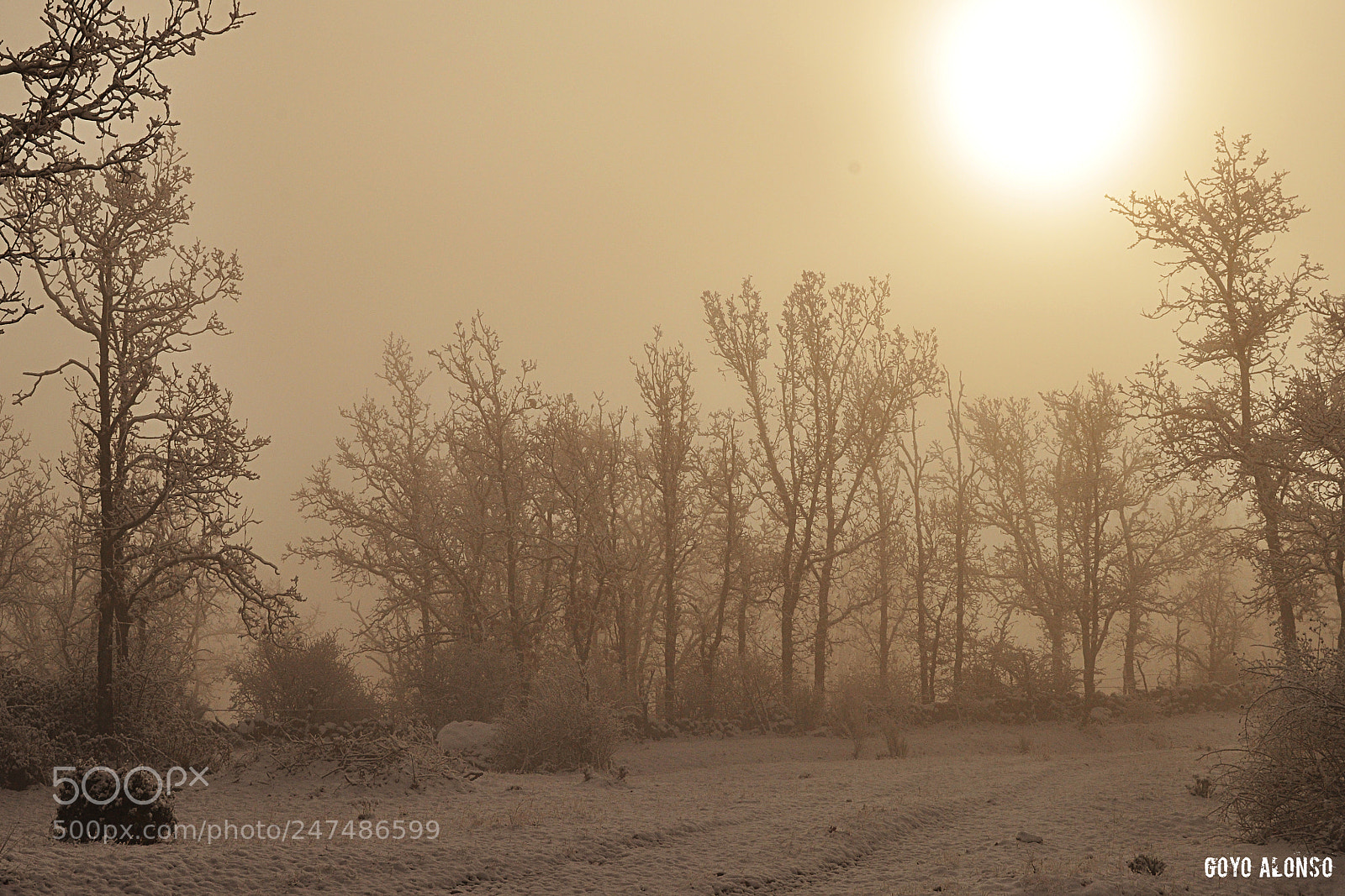 Nikon D5000 sample photo. Winter photography