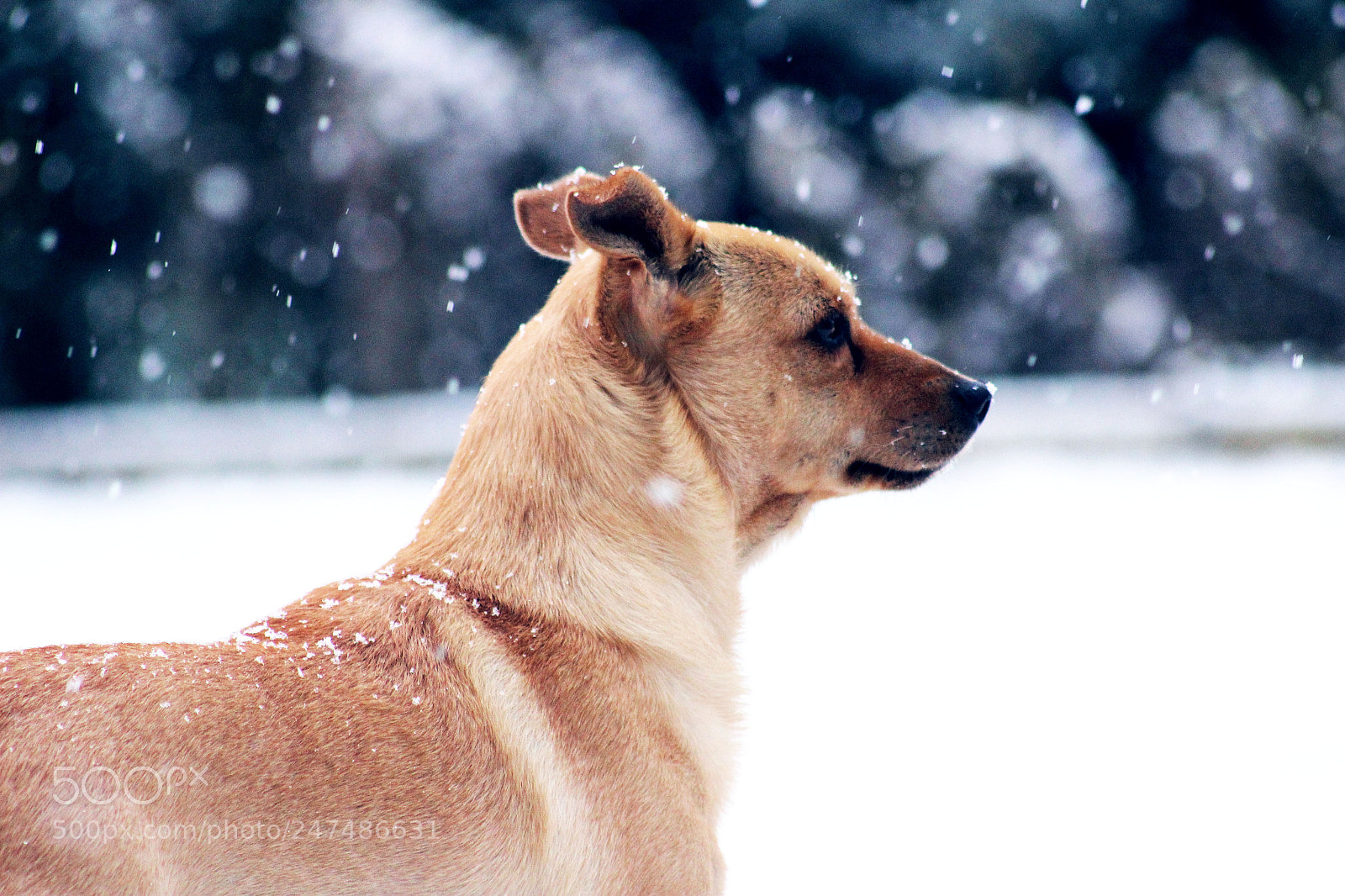 Canon EOS 600D (Rebel EOS T3i / EOS Kiss X5) sample photo. Welcome burian photography