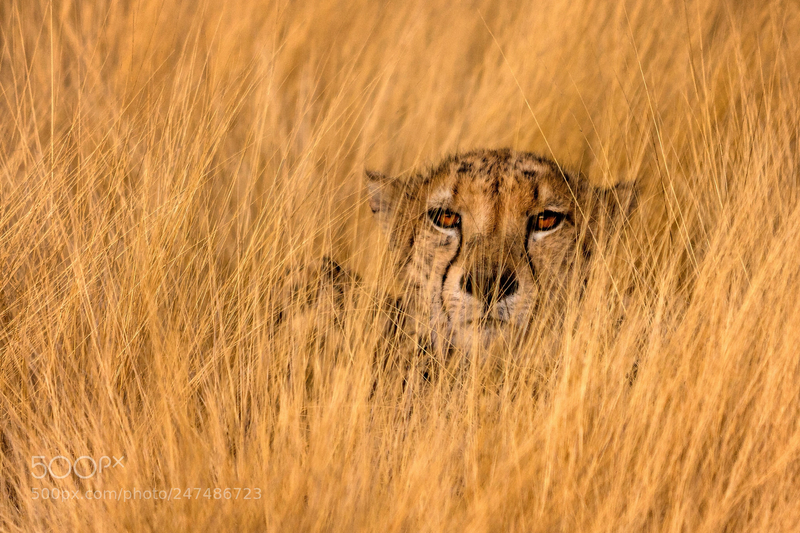 Canon EOS 40D sample photo. Camouflage photography