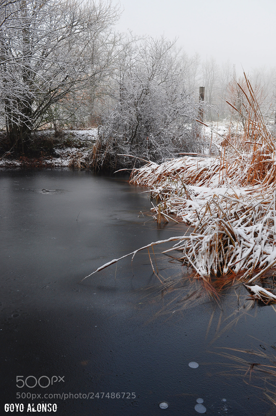 Nikon D5000 sample photo. Winter photography