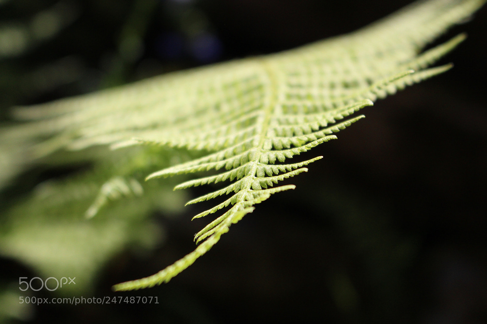 Canon EOS 700D (EOS Rebel T5i / EOS Kiss X7i) sample photo. Silverfern photography