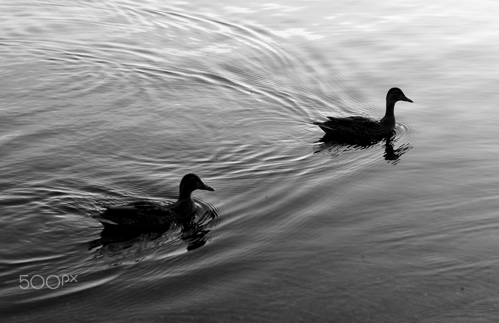 Nikon D610 + Nikon AF Nikkor 50mm F1.8D sample photo. Ducks on the water. photography