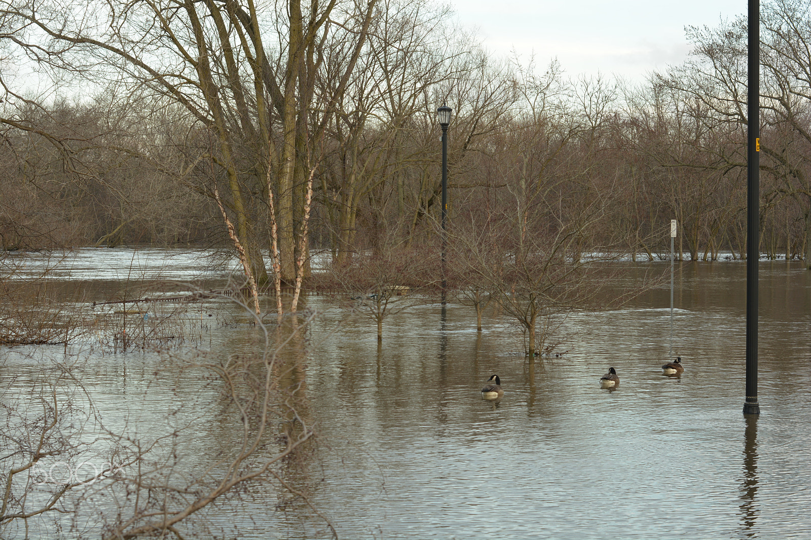 Nikon D7100 + Nikon AF-S Nikkor 50mm F1.4G sample photo. Pinhook park photography