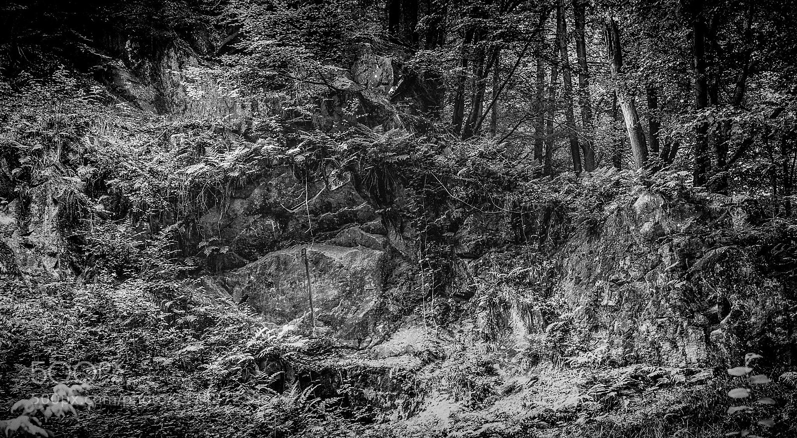 Nikon D5000 sample photo. In the jungle photography