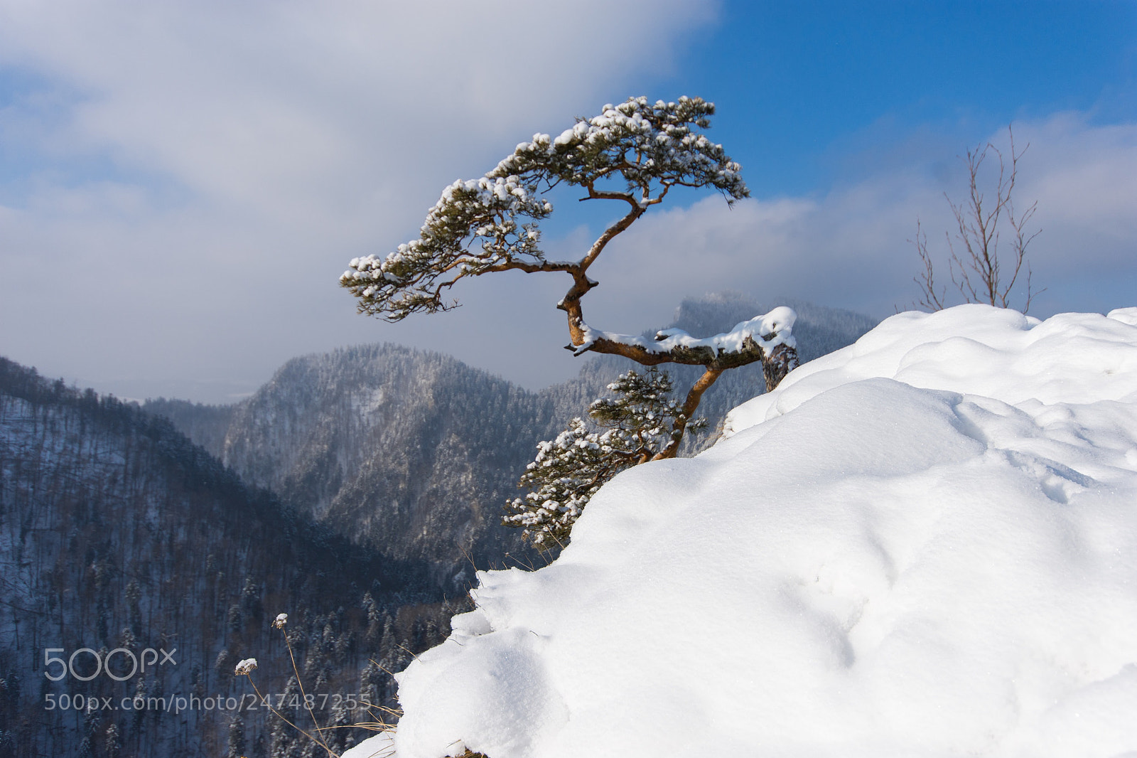 Nikon D7200 sample photo. Pine on sokolica in photography