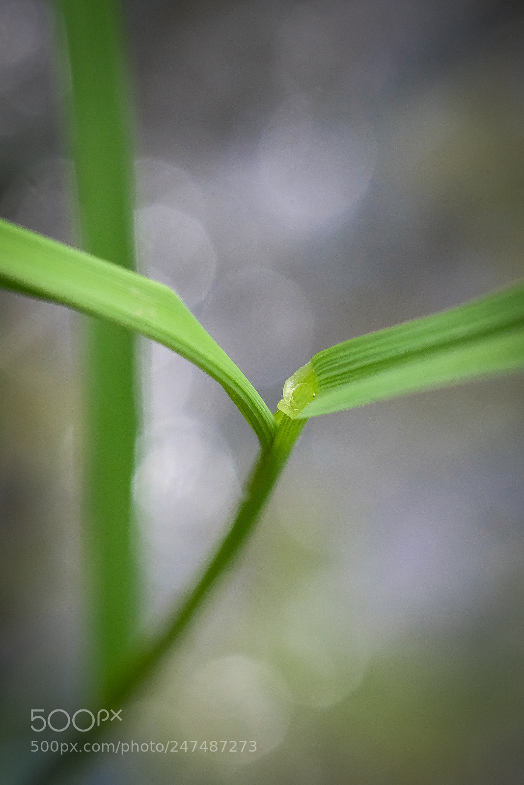 Fujifilm X-M1 sample photo. Alluring eyelashes v photography